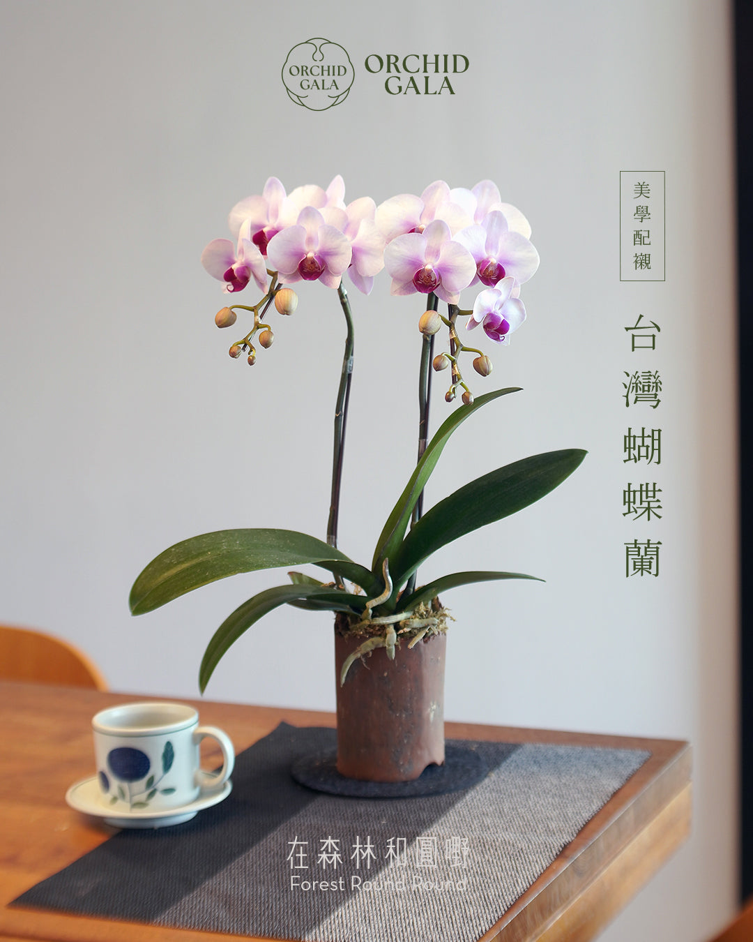 #cny2617  |  台灣蝴蝶蘭  -   Tiny Double 夢幻粉  x 陶藝家 MAY LOO