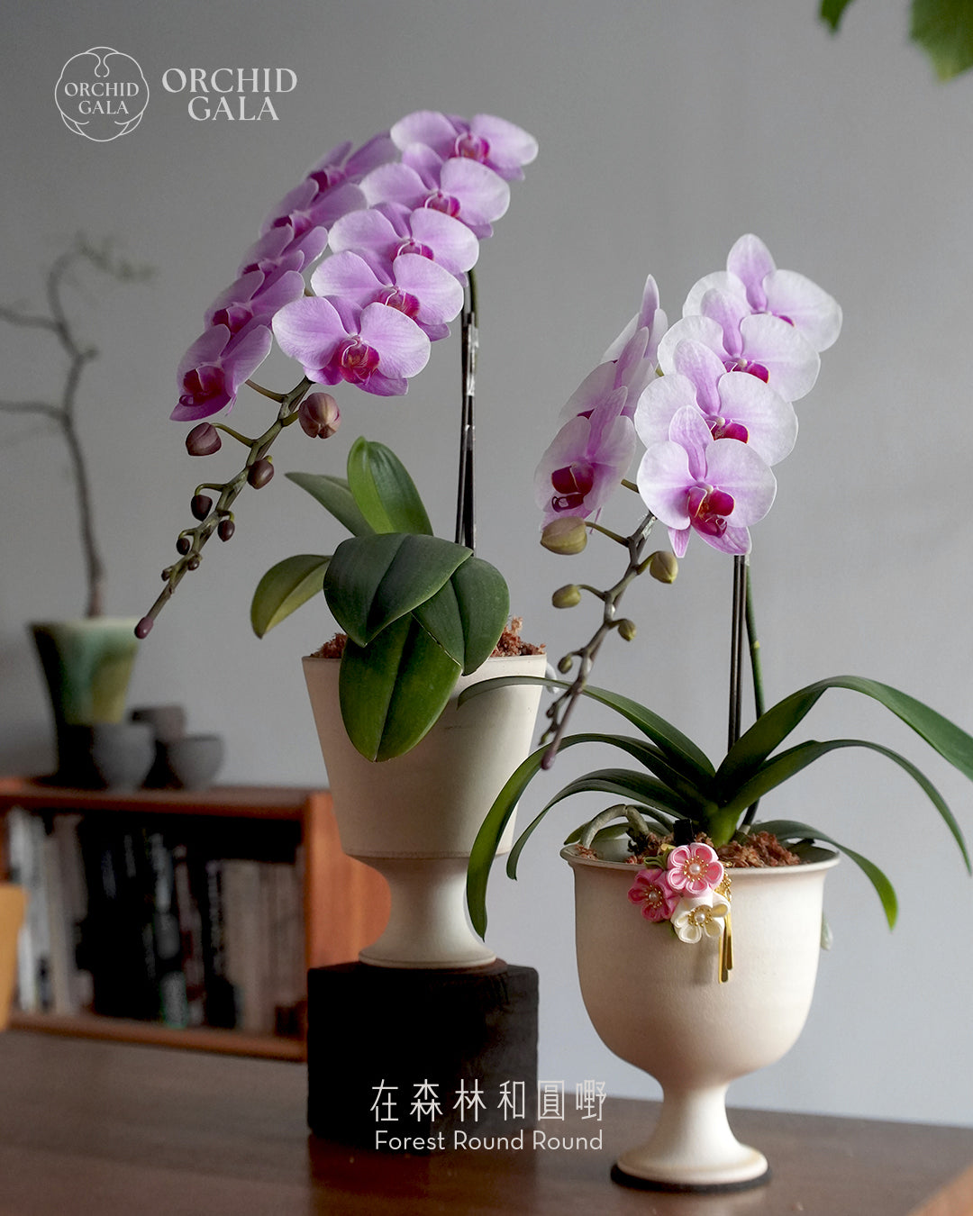 日本品種蝴蝶蘭 [S]  | 珍藏最極致的矜貴