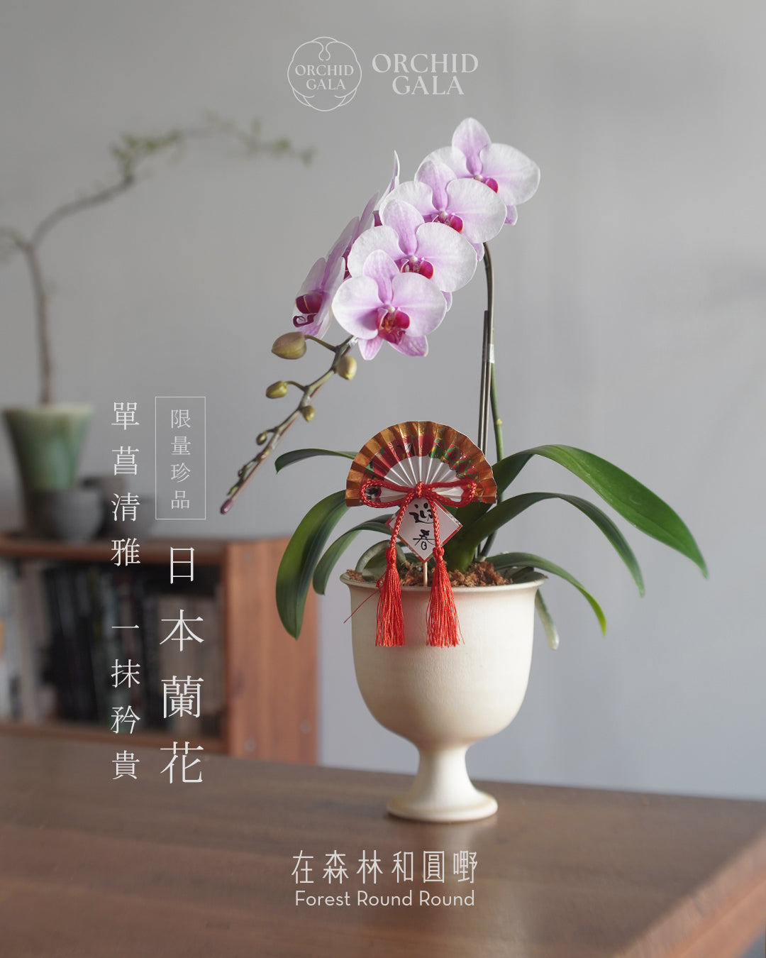 日本品種蝴蝶蘭 [S]  | 珍藏最極致的矜貴