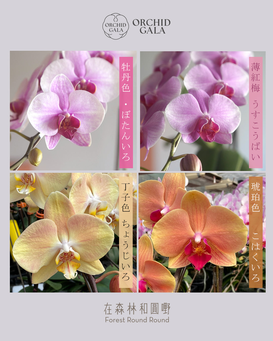 日本品種蝴蝶蘭 [S]  | 珍藏最極致的矜貴