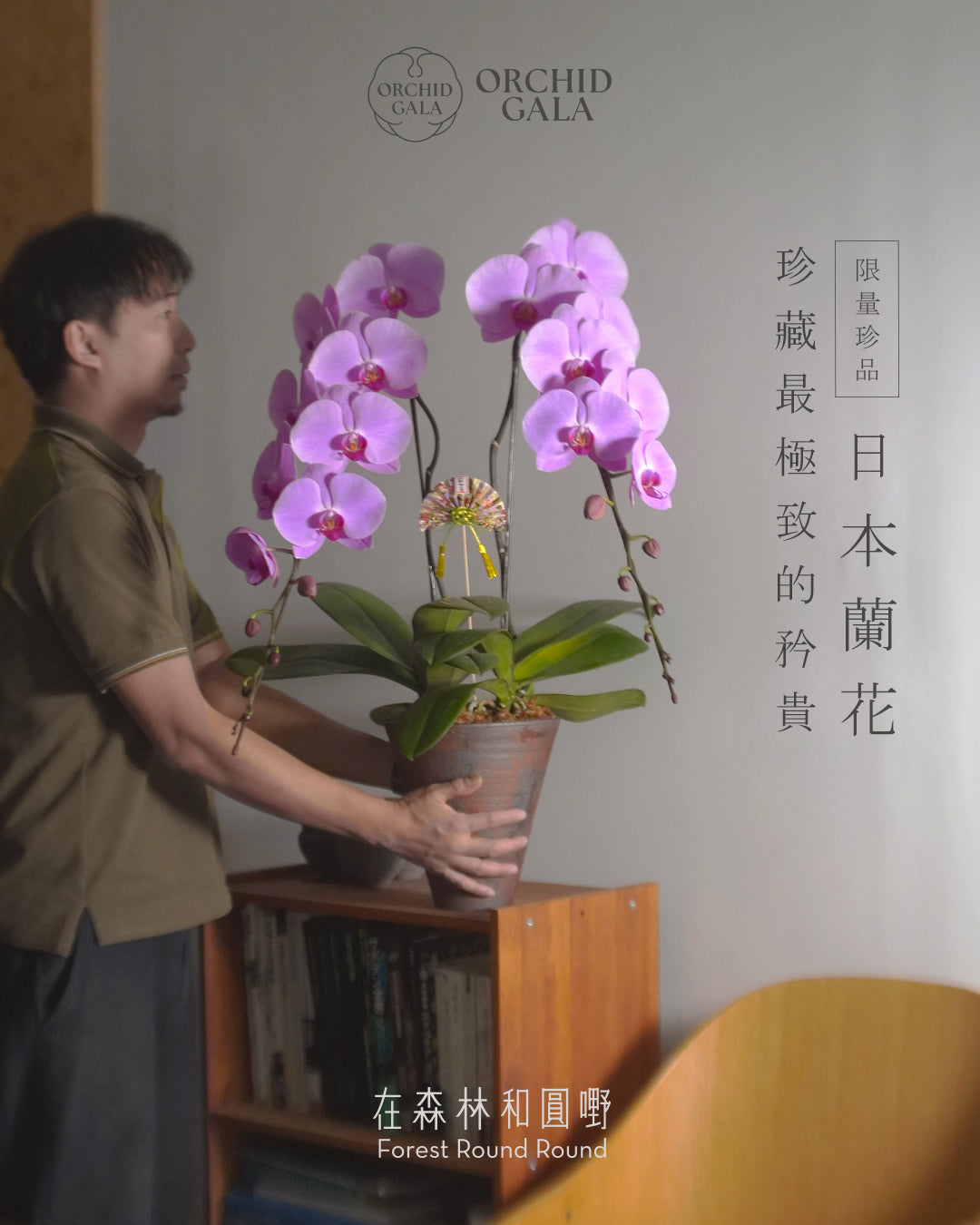 日本品種蝴蝶蘭 [L]  | 珍藏最極致的矜貴