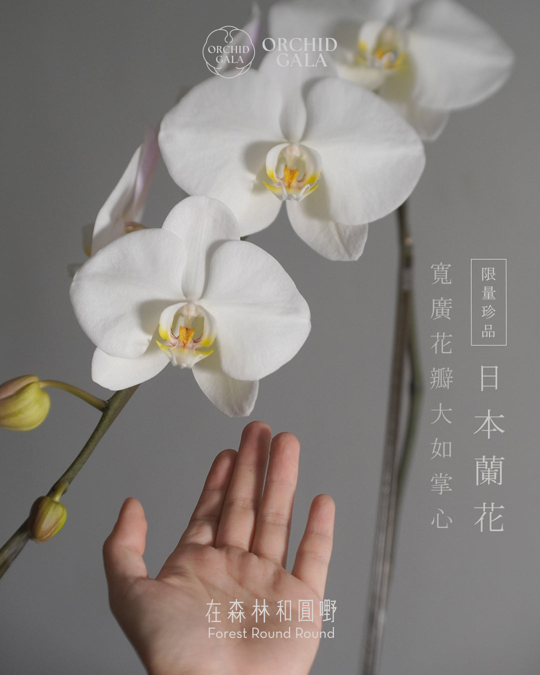 日本品種蝴蝶蘭 [L]  | 珍藏最極致的矜貴