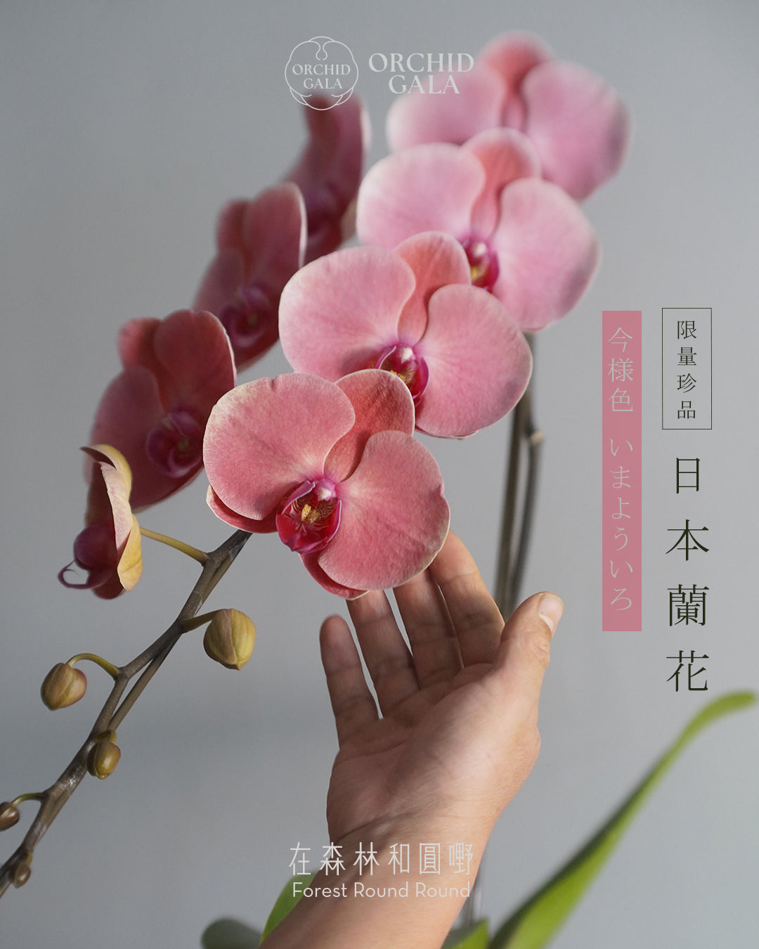 日本品種蝴蝶蘭 [L]  | 珍藏最極致的矜貴