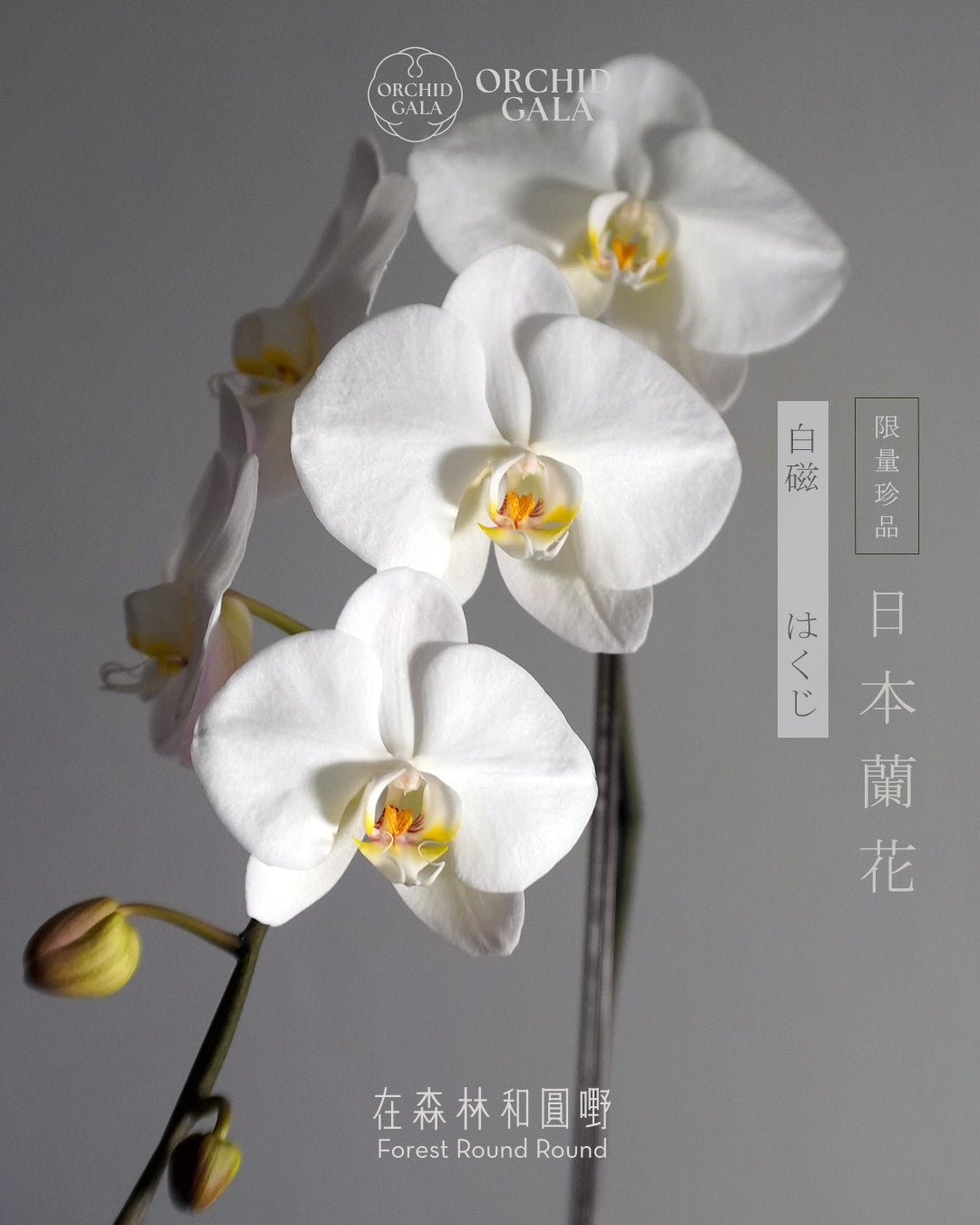 日本品種蝴蝶蘭 [L]  | 珍藏最極致的矜貴