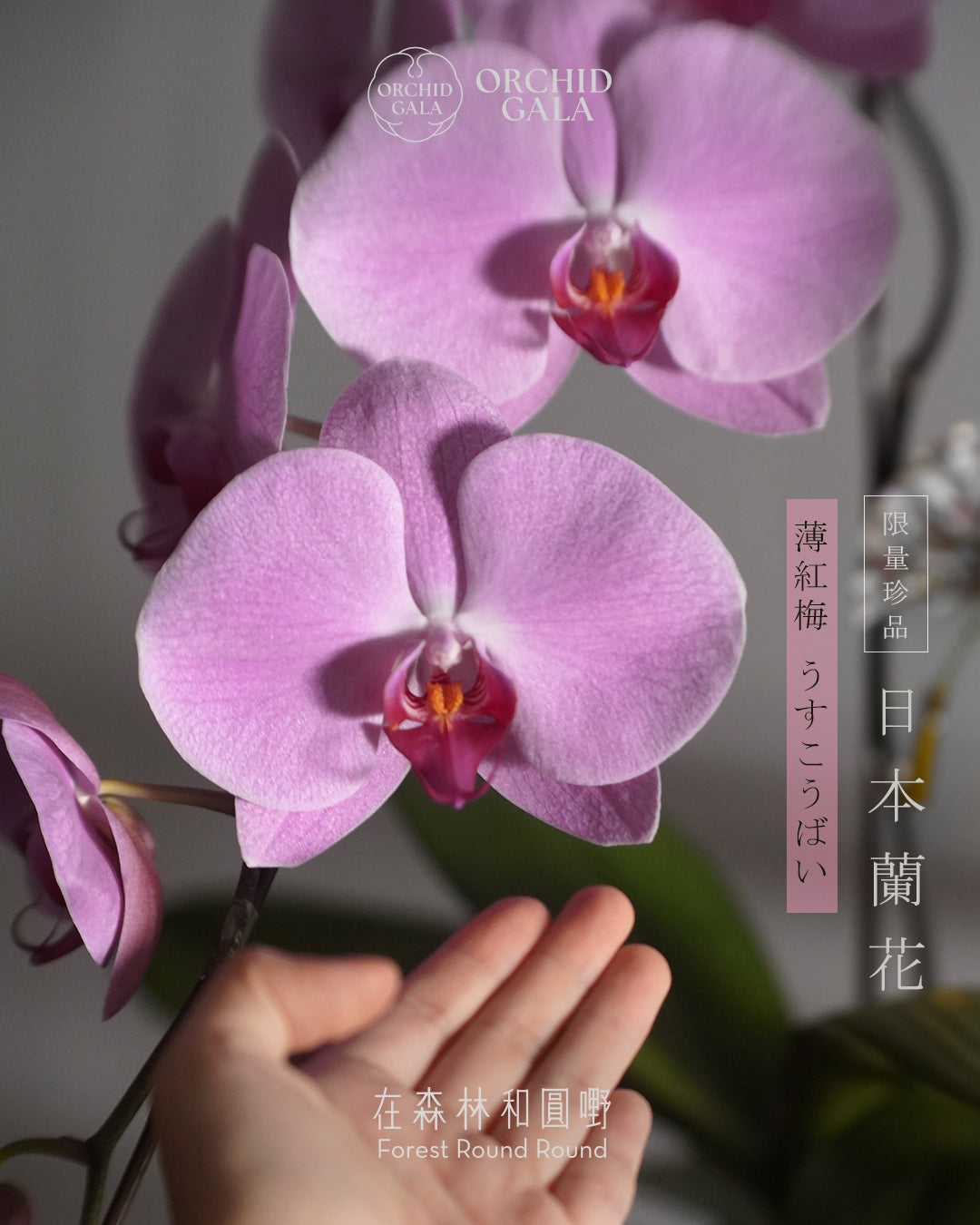 #cny2616  |  日本 + 台灣蝴蝶蘭  -  圓嘢原創 賀年藝術蘭花 〔亦可訂製〕