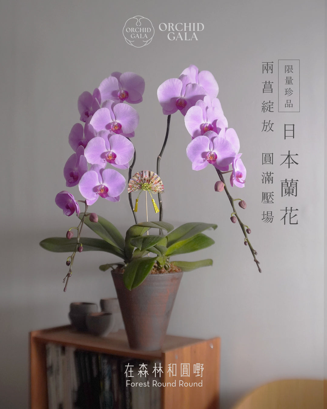 日本品種蝴蝶蘭 [L]  | 珍藏最極致的矜貴