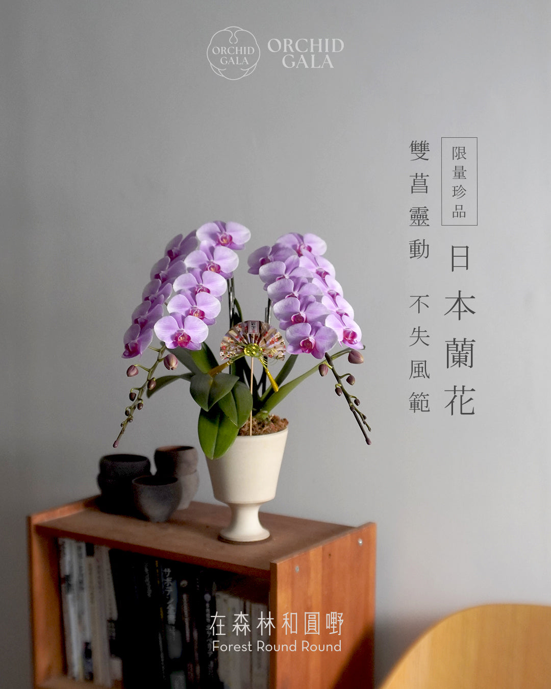 日本品種蝴蝶蘭 [S]  | 珍藏最極致的矜貴