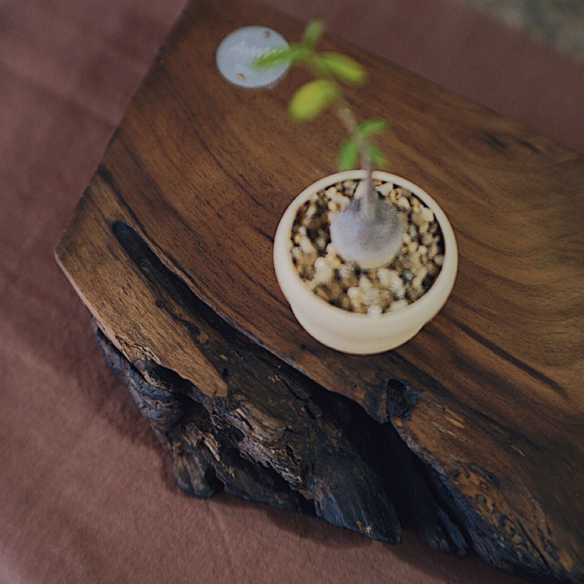 胡桃木實木墊板/底墊 Live Edge Walnut Wood Board-Forest Round Round