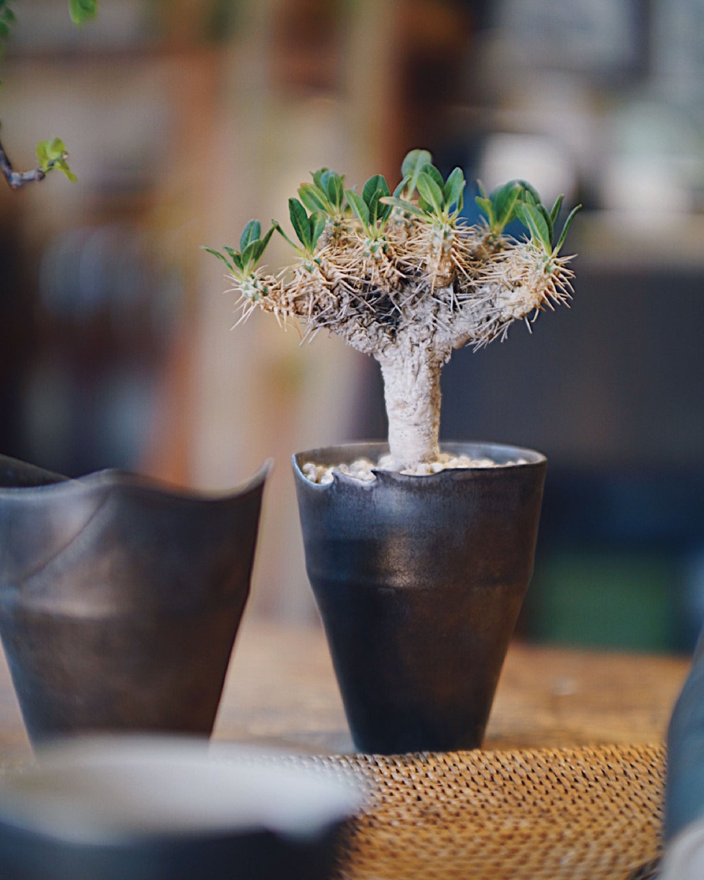 [ IVAN YUNG 翁振傑 ] 仿鐵系列 （上了植物）