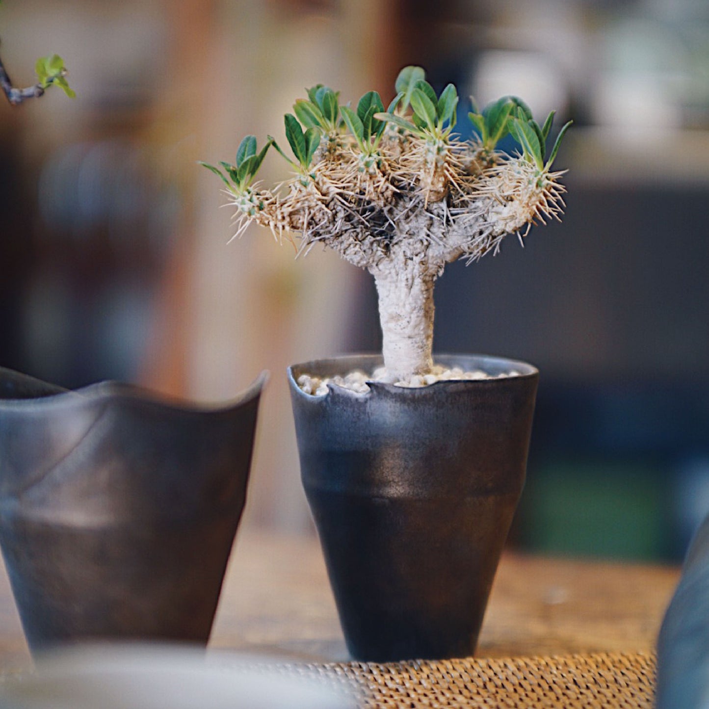 [ IVAN YUNG 翁振傑 ] 仿鐵系列 （上了植物）
