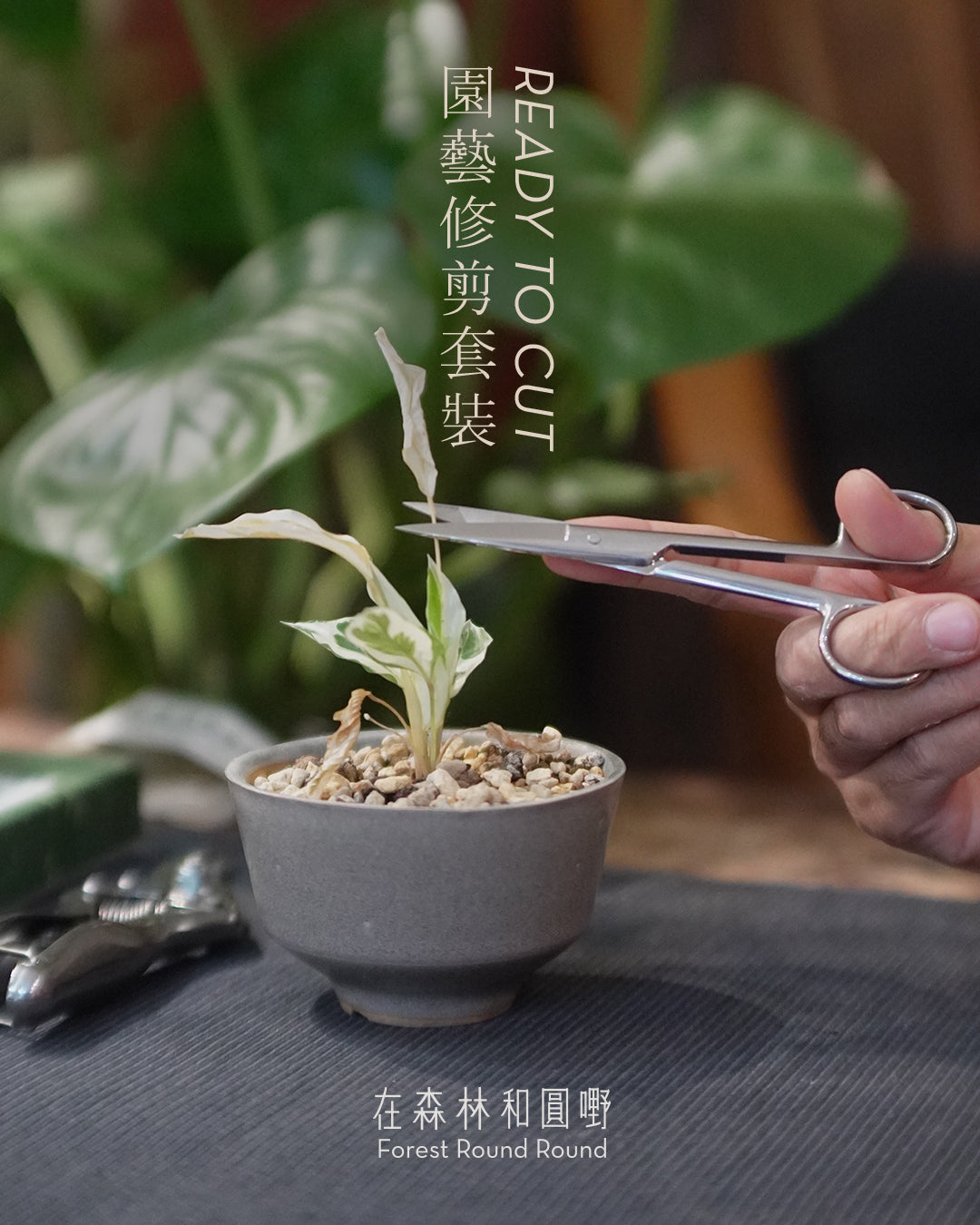 圓嘢特選 ｜Ready to cut  園藝修剪套裝 （套裝包含 2 把不鏽鋼剪刀）