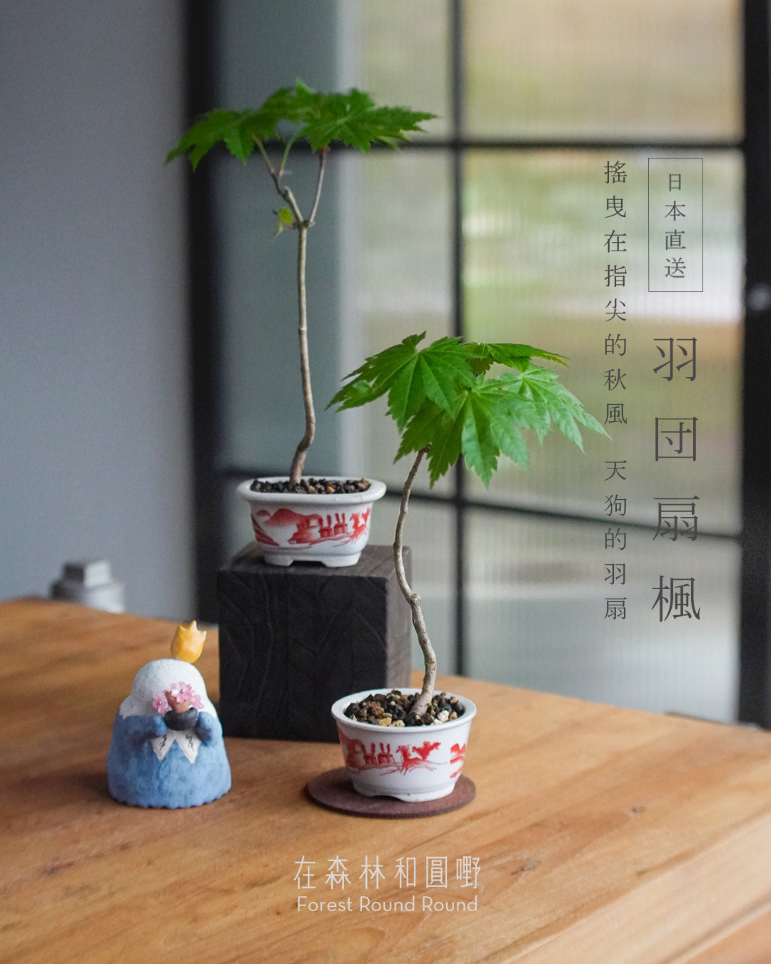 〔 日和夏楓 〕天狗的羽扇 ｜ ハウチワもみじ 羽団扇楓   配 日本製赤繪植木鉢