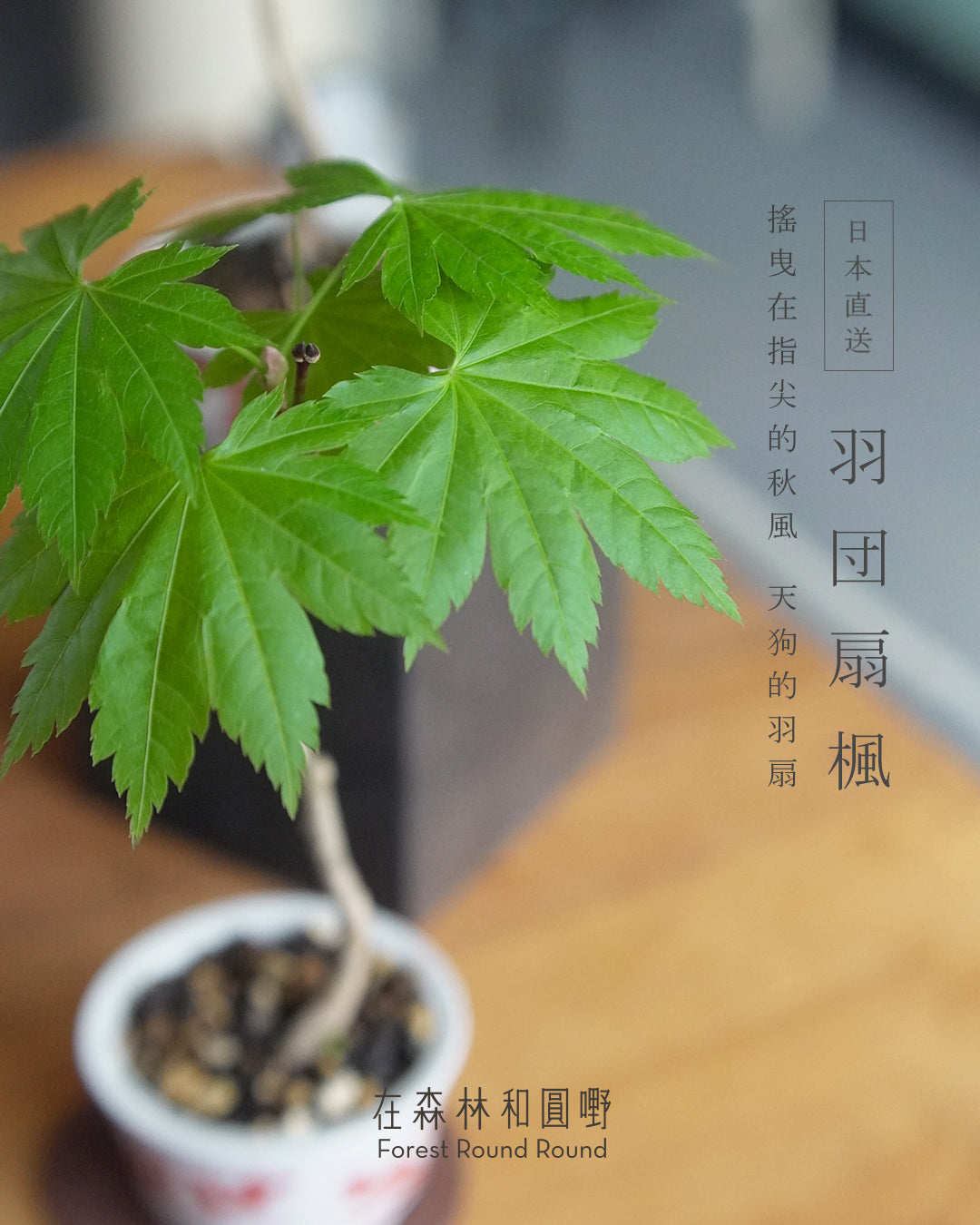 〔 日和夏楓 〕天狗的羽扇 ｜ ハウチワもみじ 羽団扇楓   配 日本製赤繪植木鉢