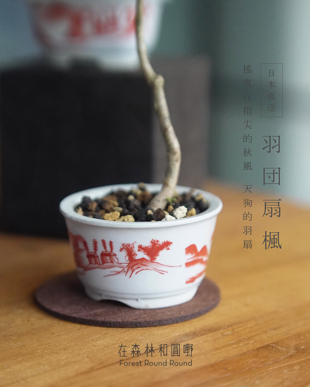 〔 日和夏楓 〕天狗的羽扇 ｜ ハウチワもみじ 羽団扇楓   配 日本製赤繪植木鉢