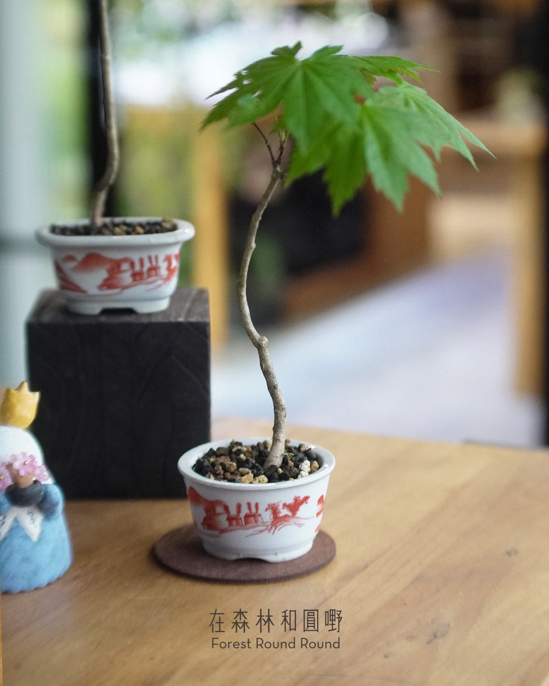 〔 日和夏楓 〕天狗的羽扇 ｜ ハウチワもみじ 羽団扇楓   配 日本製赤繪植木鉢