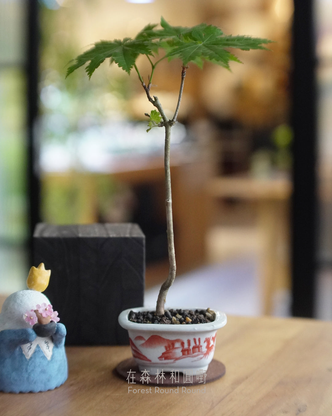 〔 日和夏楓 〕天狗的羽扇 ｜ ハウチワもみじ 羽団扇楓   配 日本製赤繪植木鉢