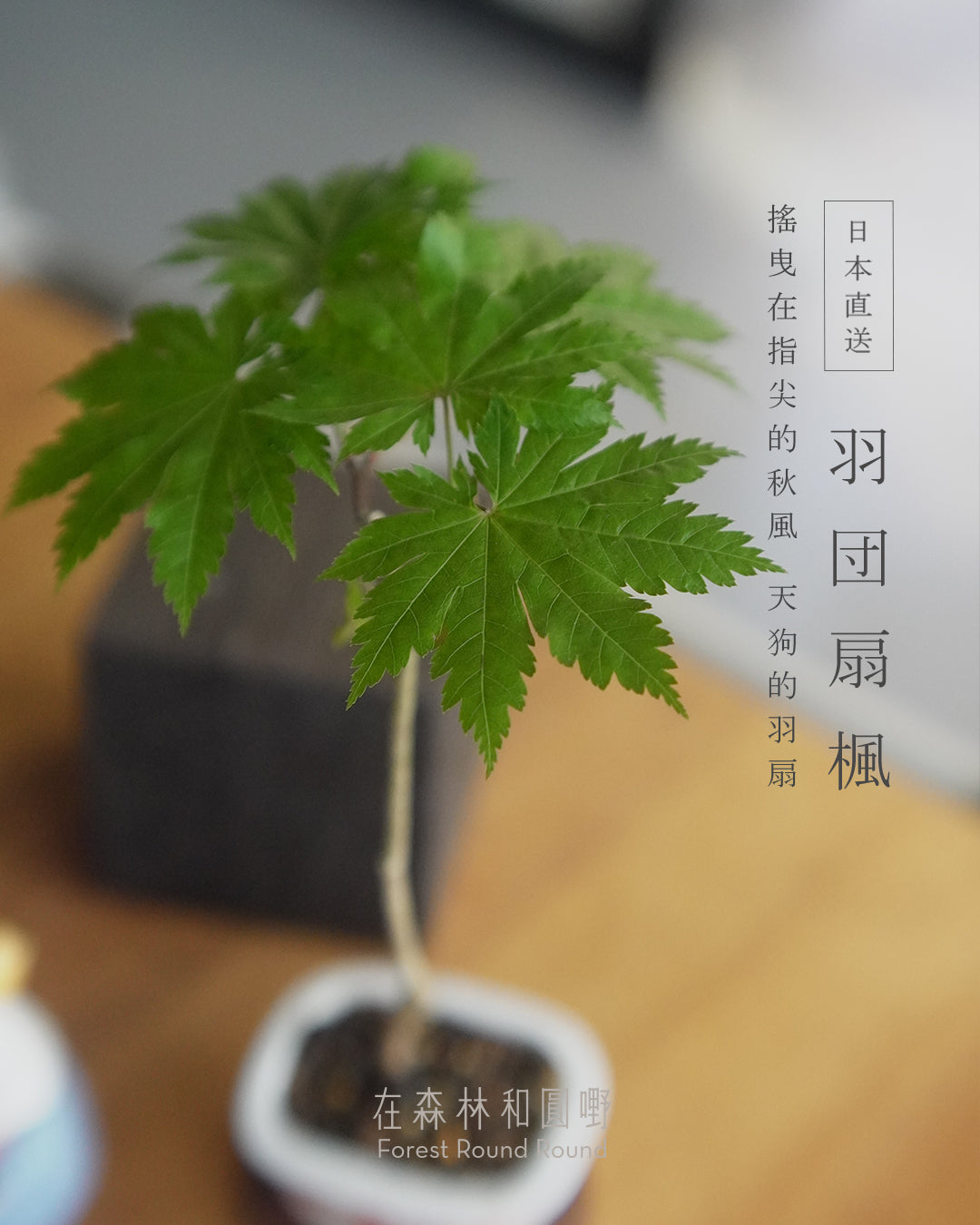 〔 日和夏楓 〕天狗的羽扇 ｜ ハウチワもみじ 羽団扇楓   配 日本製赤繪植木鉢