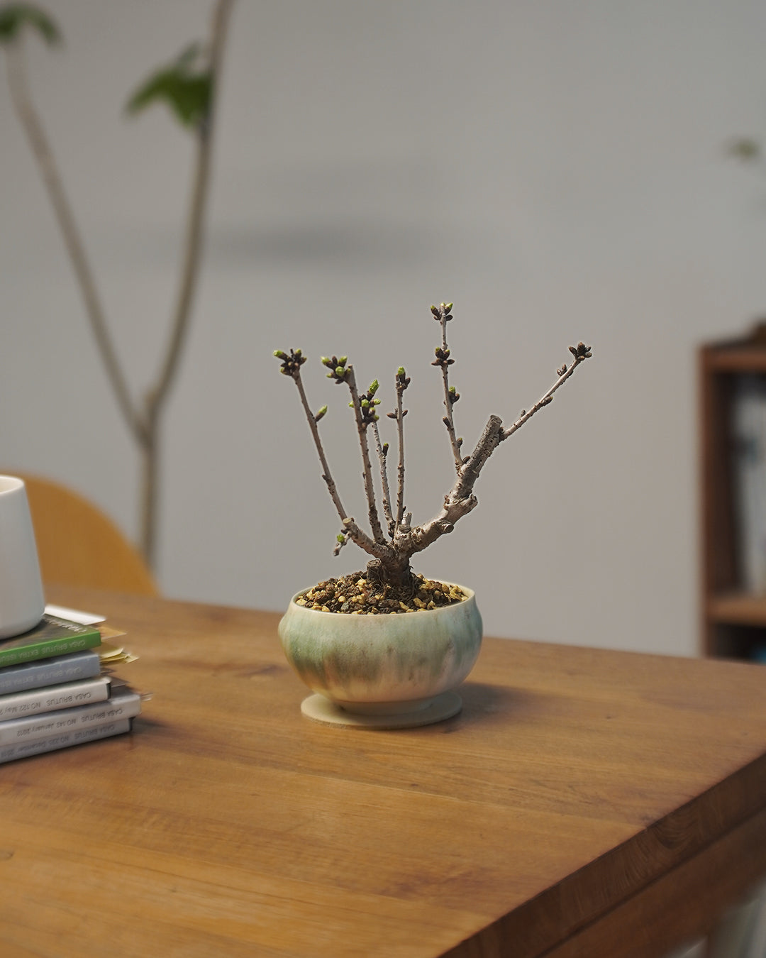 [ 日本直送 ｜限量預訂中 ] 〖 M size 〗 The Sakura Admire | 御殿場桜 御殿場櫻  ,  VINCENT LAW 羅縉壕