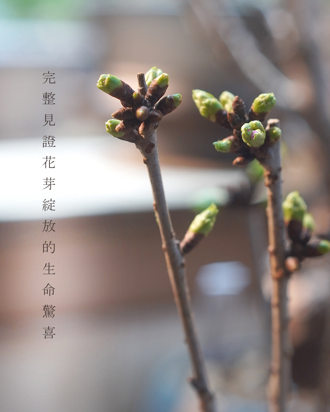 〖 L size 〗八重桜 八重櫻   [ 2026 日本直送 ｜限量預訂中 ]