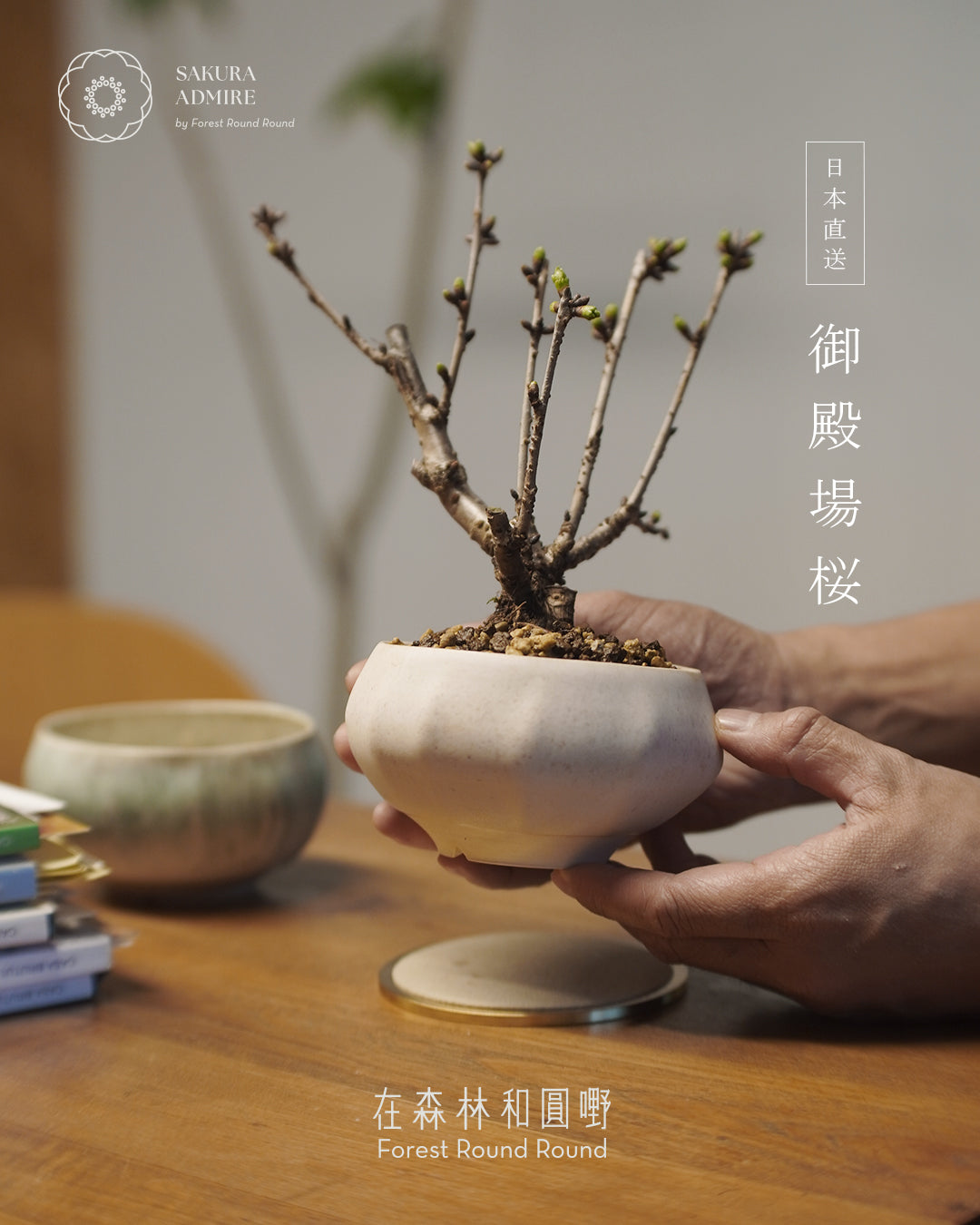 [ 日本直送 ｜限量預訂中 ] 〖 M size 〗 The Sakura Admire | 御殿場桜 御殿場櫻  ,  VINCENT LAW 羅縉壕