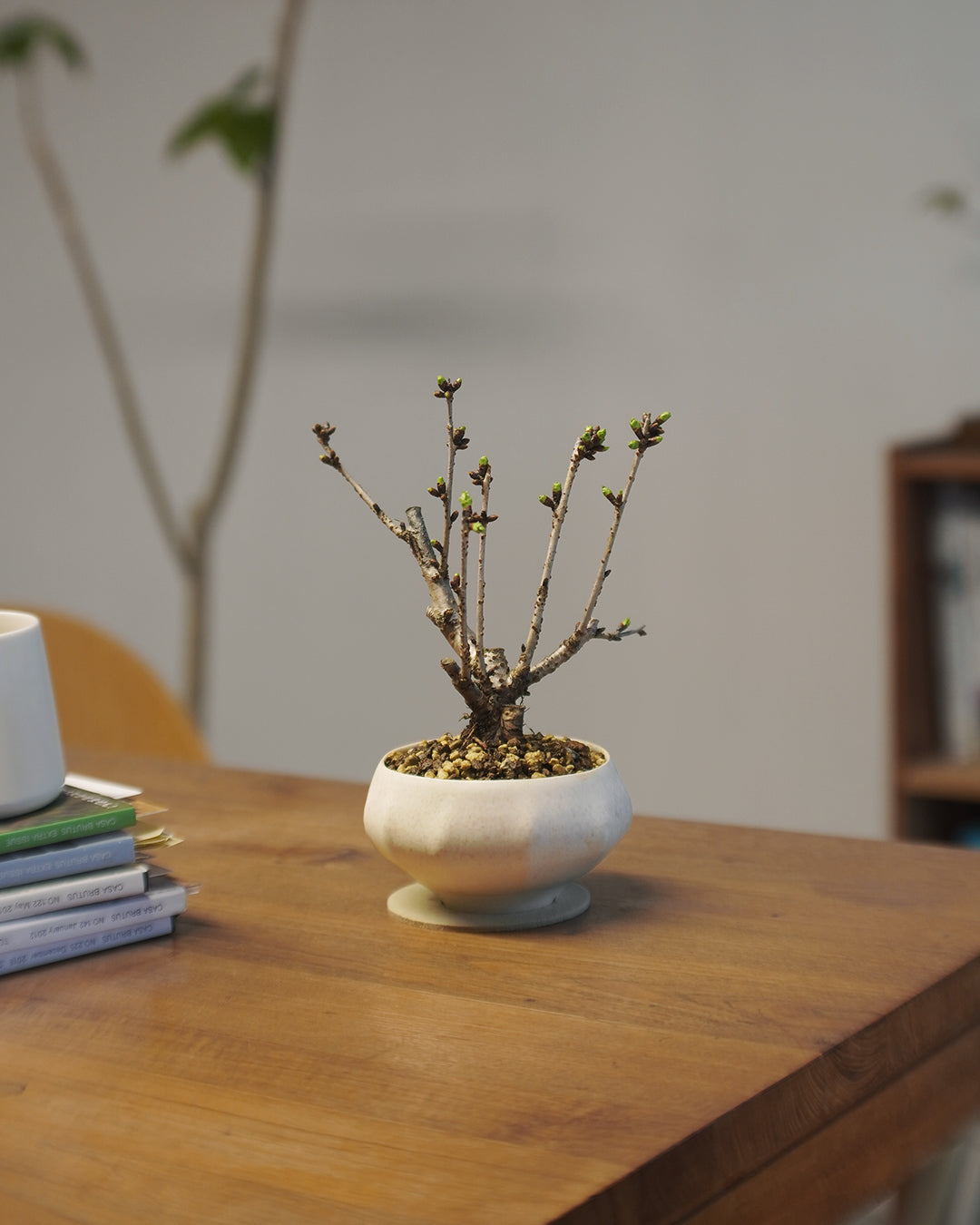 [ 日本直送 ｜限量預訂中 ] 〖 M size 〗 The Sakura Admire | 御殿場桜 御殿場櫻  ,  VINCENT LAW 羅縉壕