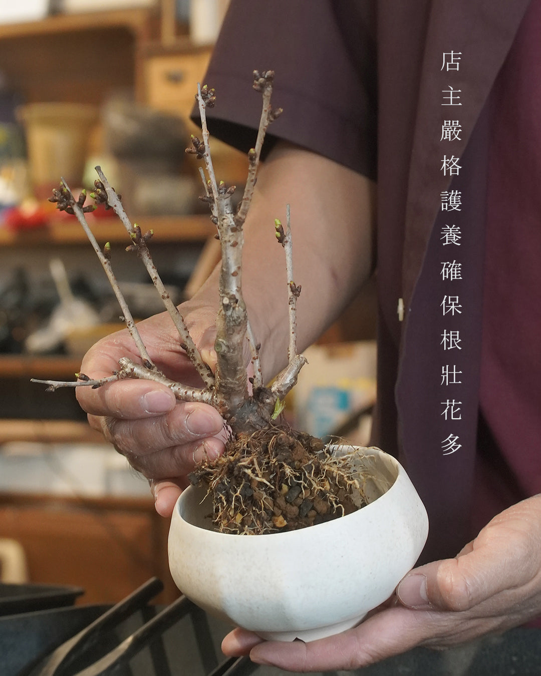 〖 L size 〗八重桜 八重櫻   [ 2026 日本直送 ｜限量預訂中 ]