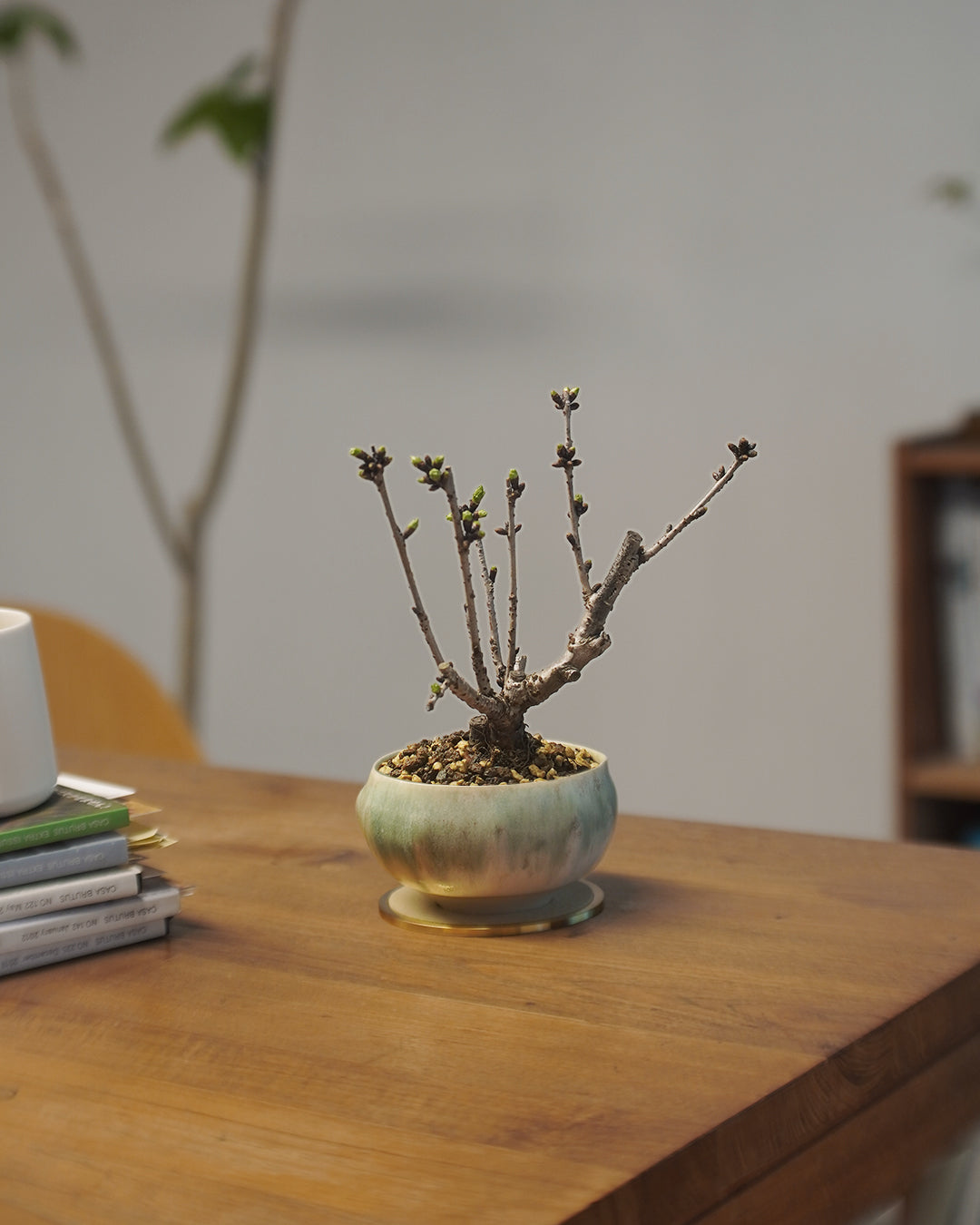 [ 日本直送 ｜限量預訂中 ] 〖 M size 〗 The Sakura Admire | 御殿場桜 御殿場櫻  ,  VINCENT LAW 羅縉壕