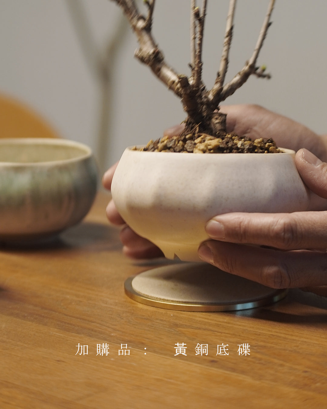 [ 日本直送 ｜限量預訂中 ] 〖 S size 〗 The Sakura Admire | ミニ旭山桜  迷你 旭山櫻  ,  VINCENT LAW 羅縉壕