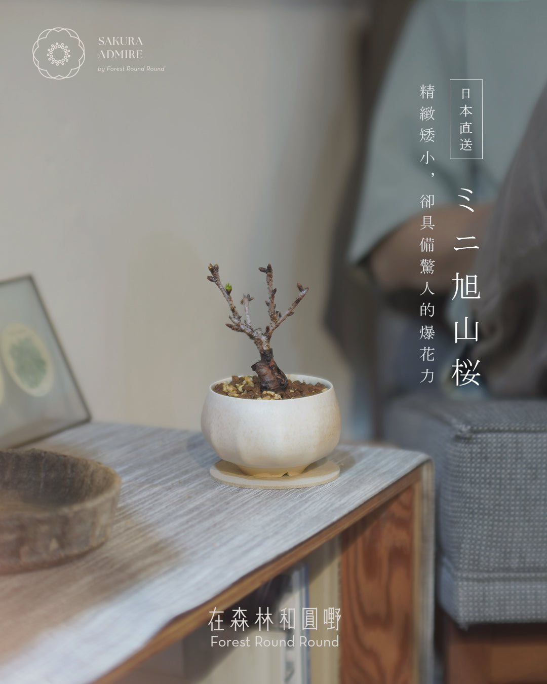 [ 日本直送 ｜限量預訂中 ] 〖 S size 〗 The Sakura Admire | ミニ旭山桜  迷你 旭山櫻  ,  VINCENT LAW 羅縉壕