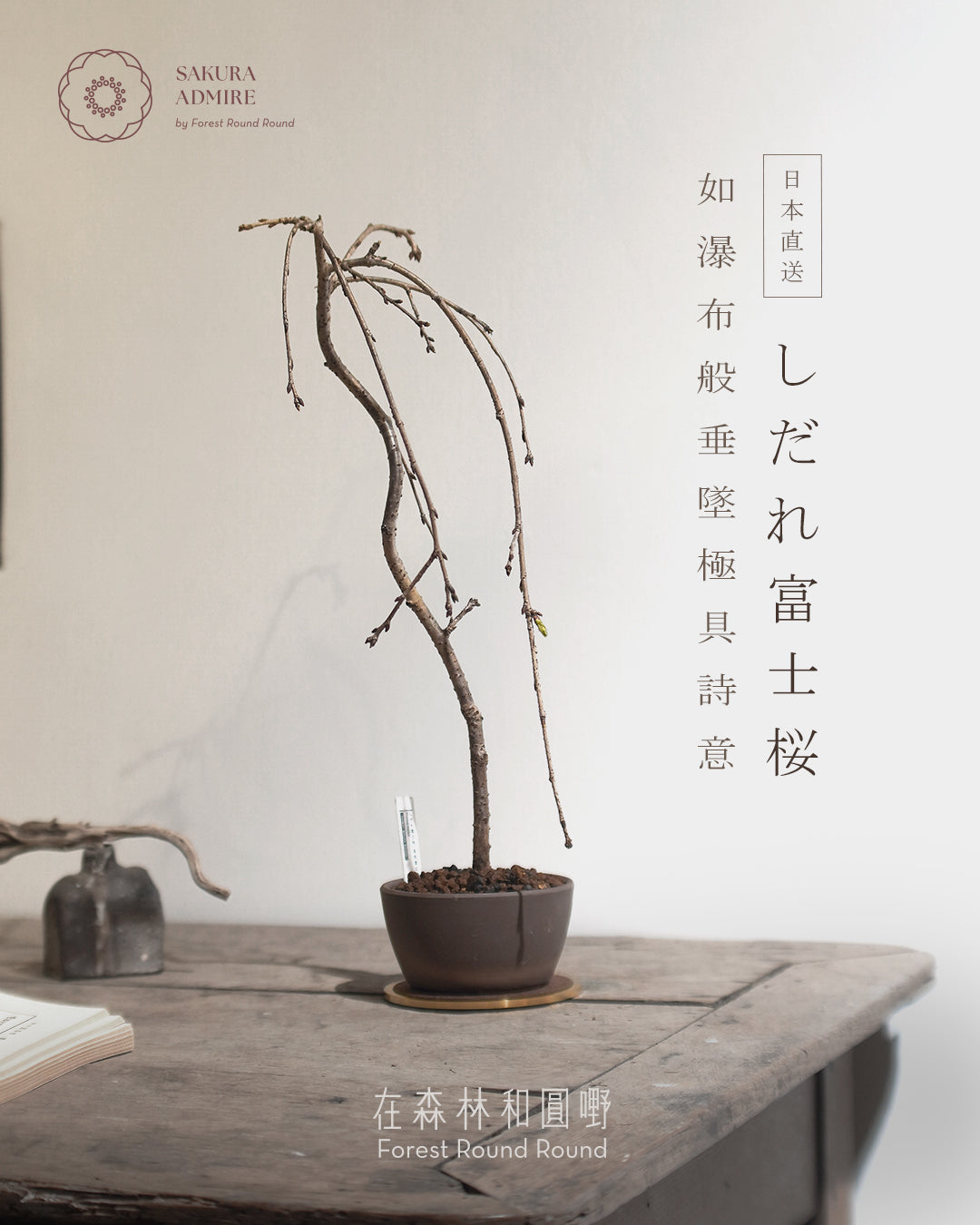 shirane-sakura-bonsai-L-size