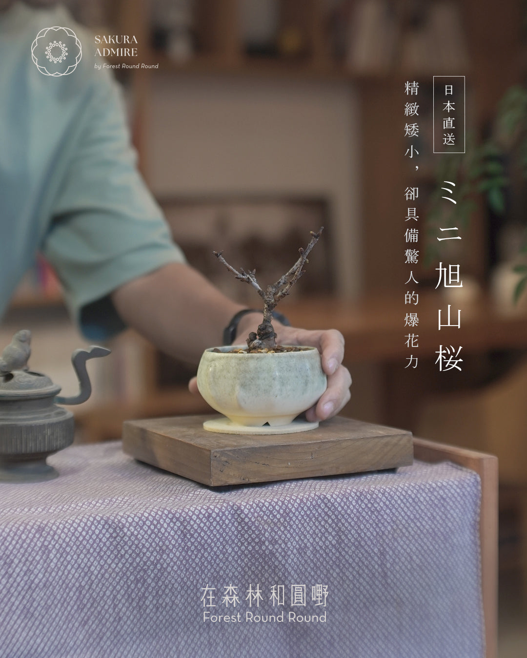 [ 日本直送 ｜限量預訂中 ] 〖 S size 〗 The Sakura Admire | ミニ旭山桜  迷你 旭山櫻  ,  VINCENT LAW 羅縉壕