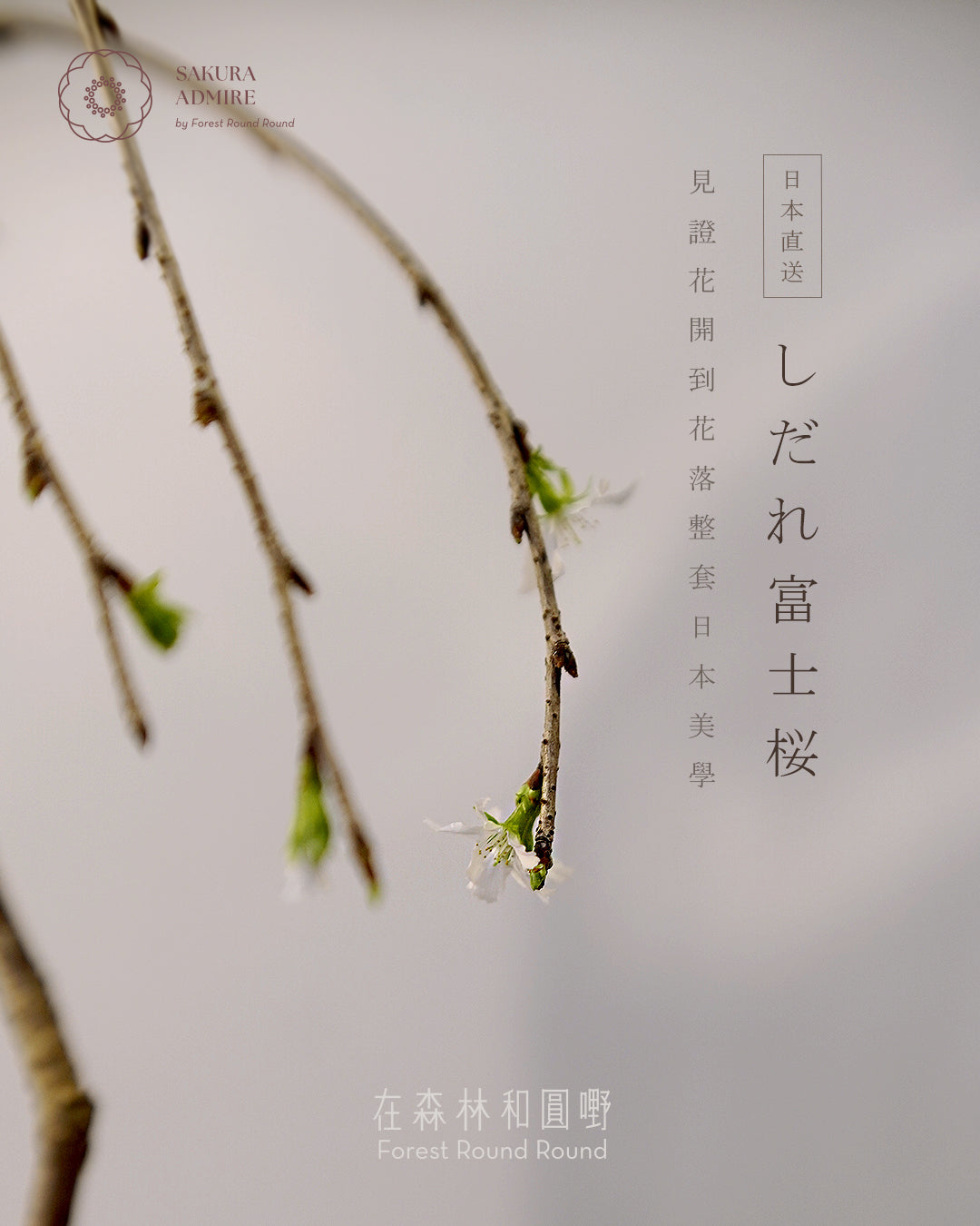 shirane-sakura-bonsai-L-size-2