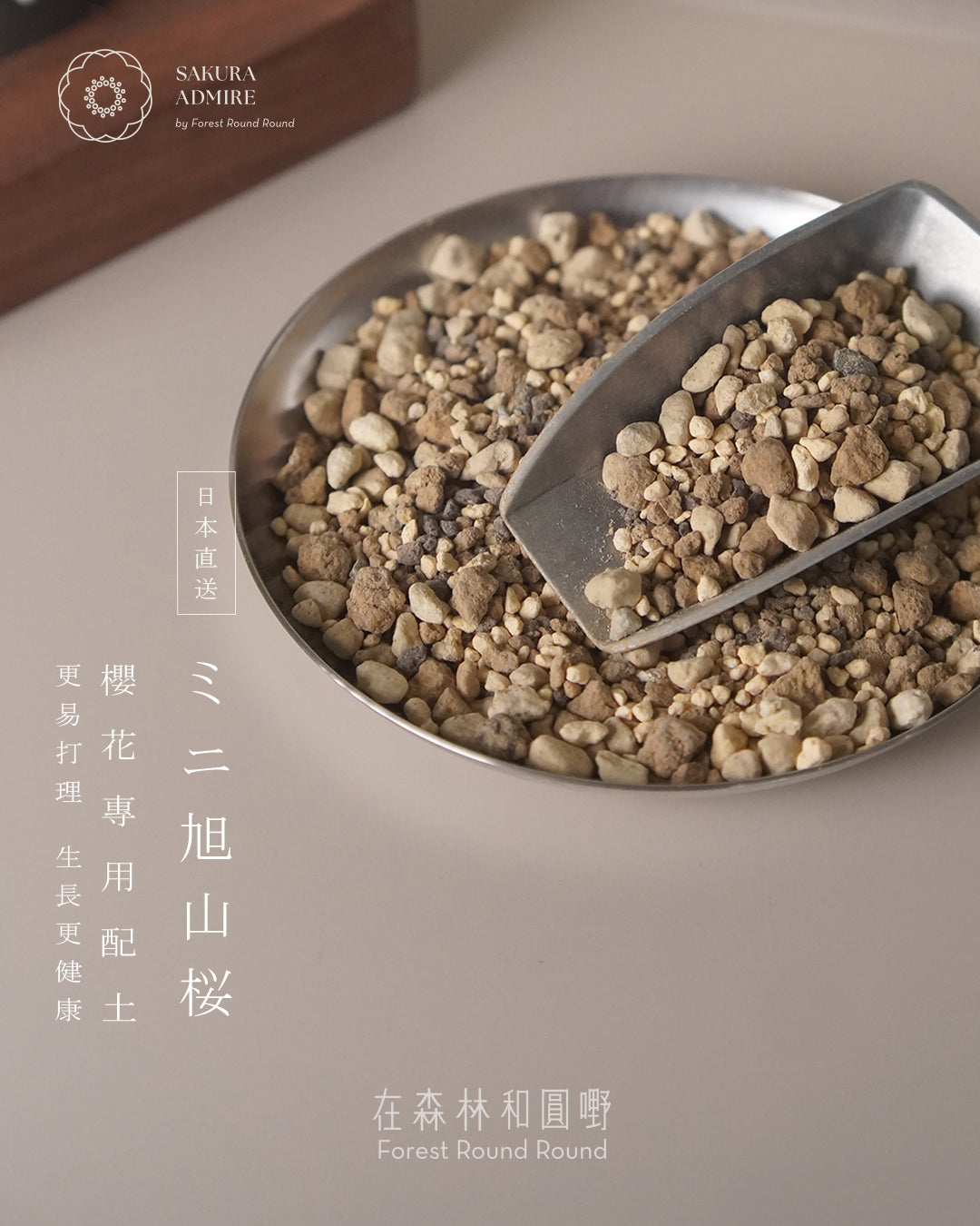 [ 日本直送 ｜限量預訂中 ] 〖 S size 〗 The Sakura Admire | ミニ旭山桜  迷你 旭山櫻  ,  VINCENT LAW 羅縉壕