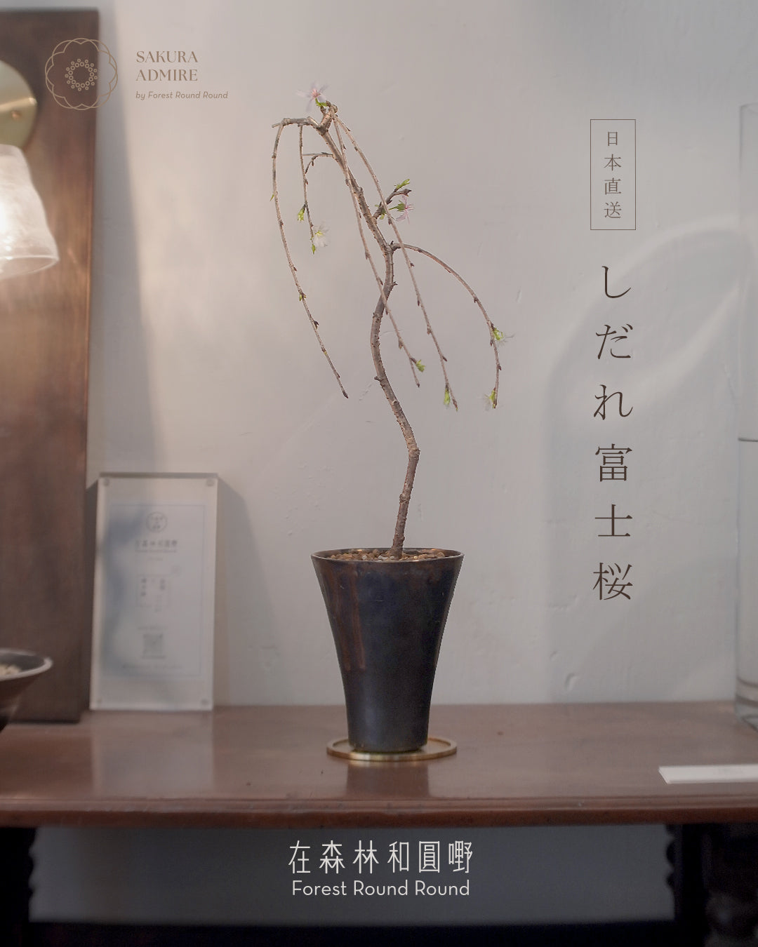 shidane-sakura-bonsai-L-size