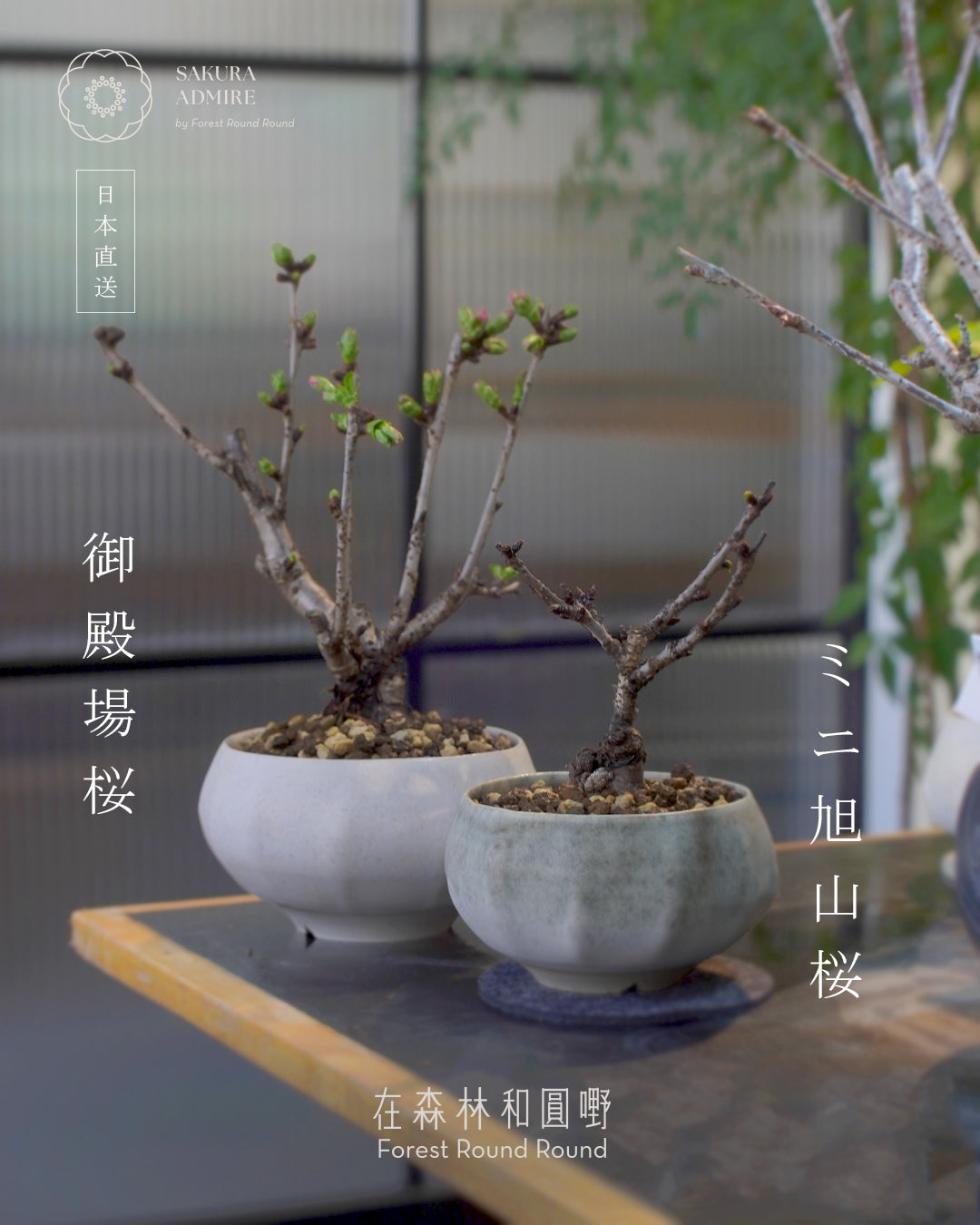 [ 日本直送 ｜限量預訂中 ] 〖 M size 〗 The Sakura Admire | 御殿場桜 御殿場櫻  ,  VINCENT LAW 羅縉壕