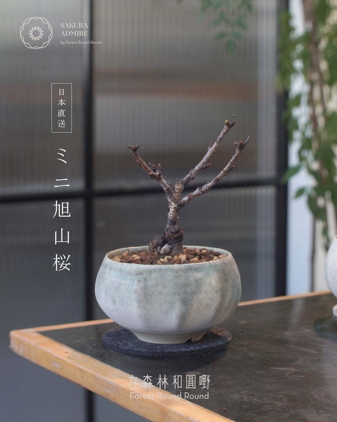 [ 日本直送 ｜限量預訂中 ] 〖 S size 〗 The Sakura Admire | ミニ旭山桜  迷你 旭山櫻  ,  VINCENT LAW 羅縉壕