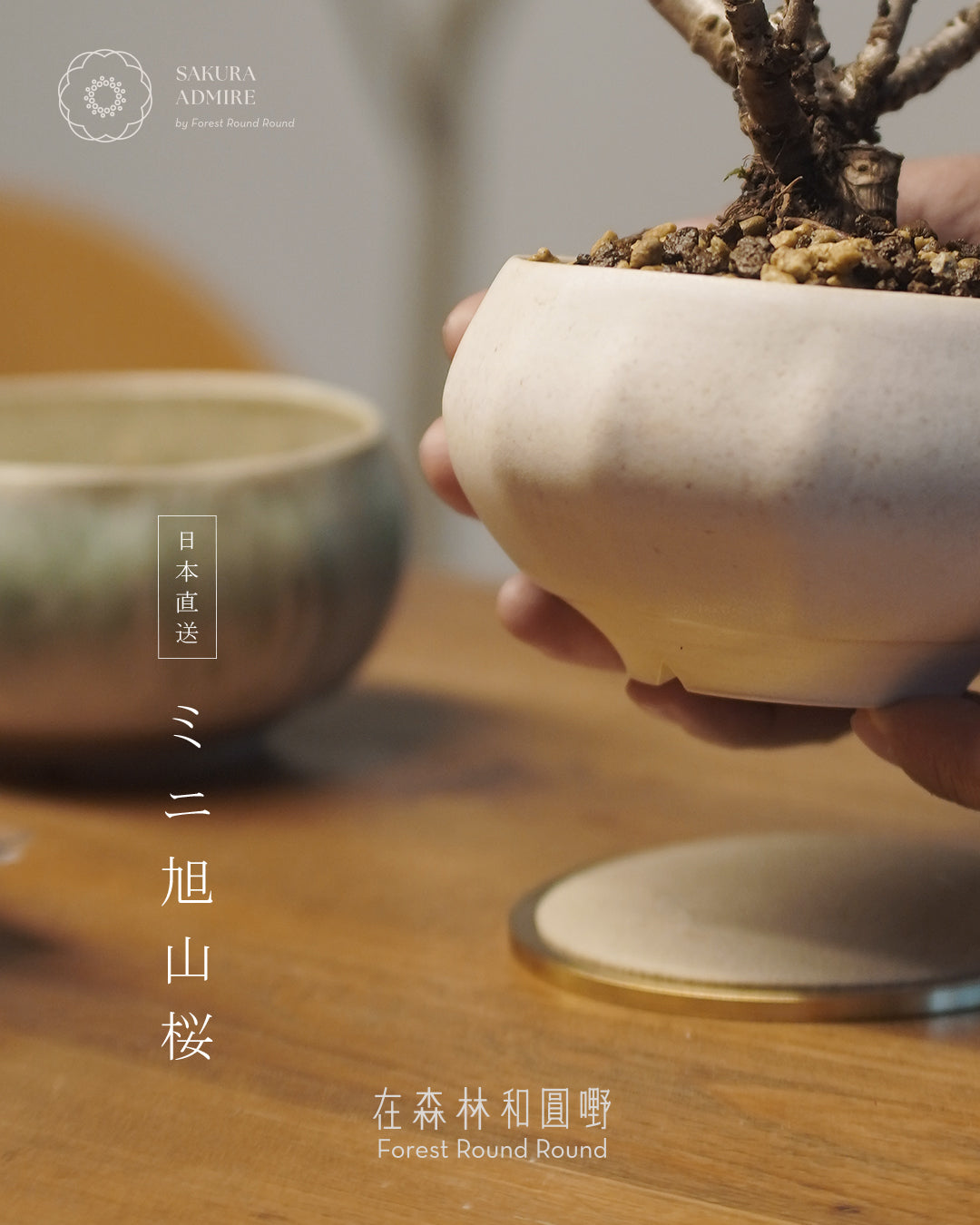 [ 日本直送 ｜限量預訂中 ] 〖 S size 〗 The Sakura Admire | ミニ旭山桜  迷你 旭山櫻  ,  VINCENT LAW 羅縉壕