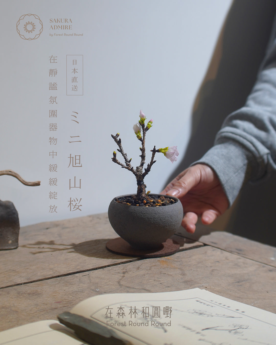 〖 S size 〗 ミニ旭山桜  迷你 旭山櫻  ,  Yann Cheng  [ 2026 日本直送 ｜限量預訂中 ]