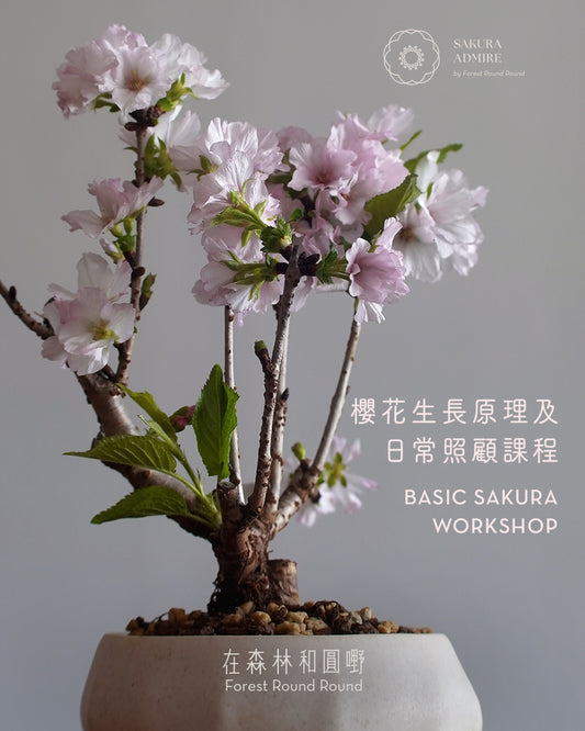 櫻花生長原理及照顧課 Basic Sakura Workshop （研習講座）