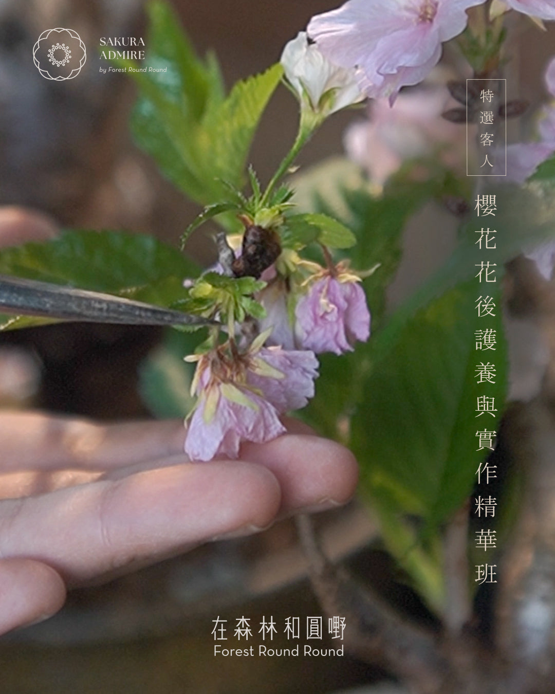 【特選客戶私享】櫻花花後護養與換土實作精華班 | Exclusive Sakura Masterclass