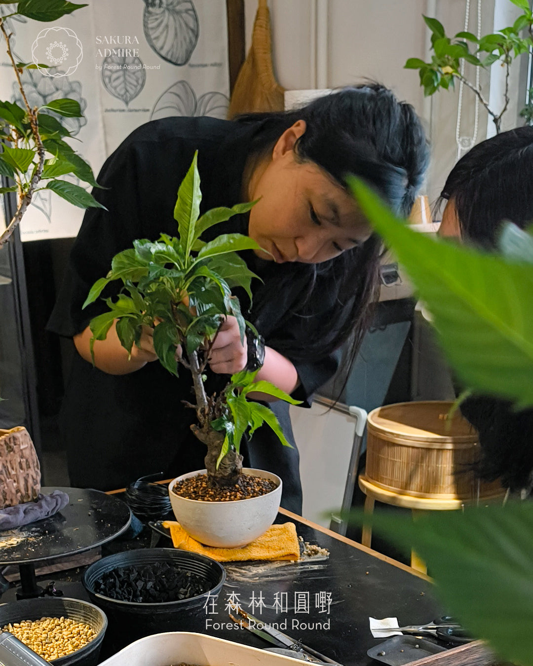 【特選客戶私享】櫻花花後護養與換土實作精華班 | Exclusive Sakura Masterclass