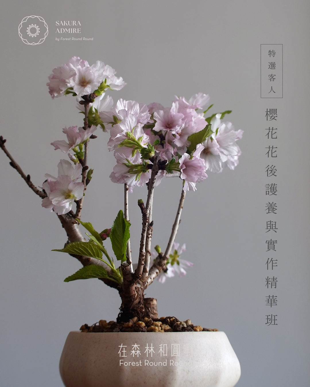 【特選客戶私享】櫻花花後護養與換土實作精華班 | Exclusive Sakura Masterclass