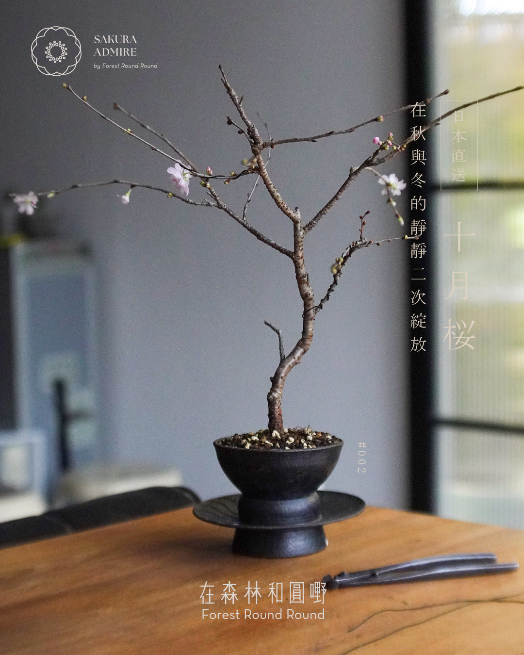〖 實物拍攝 〗 在秋與冬的二次靜靜綻放 - 002  ｜ 十月桜  造型十月櫻 , Yeh Yeh 頁葉  [ 2026 日本直送  ]
