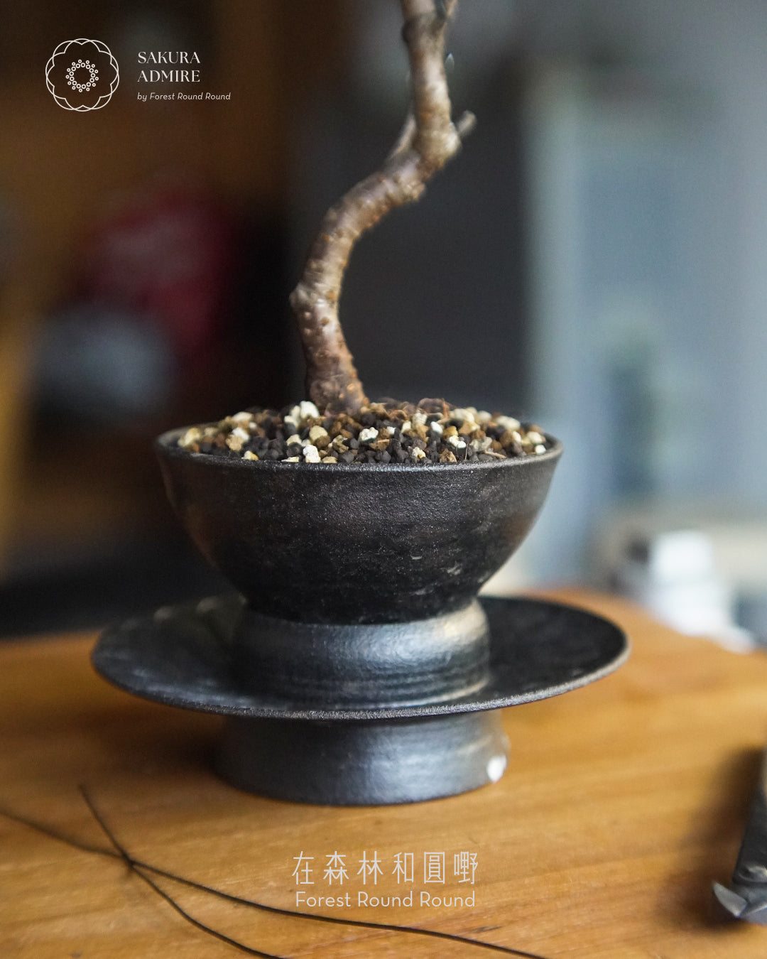 〖 實物拍攝 〗 在秋與冬的二次靜靜綻放 - 002  ｜ 十月桜  造型十月櫻 , Yeh Yeh 頁葉  [ 2026 日本直送  ]