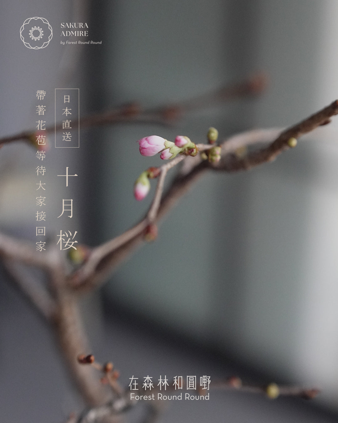 〖 實物拍攝 〗 在秋與冬的二次靜靜綻放 - 002  ｜ 十月桜  造型十月櫻 , Yeh Yeh 頁葉  [ 2026 日本直送  ]