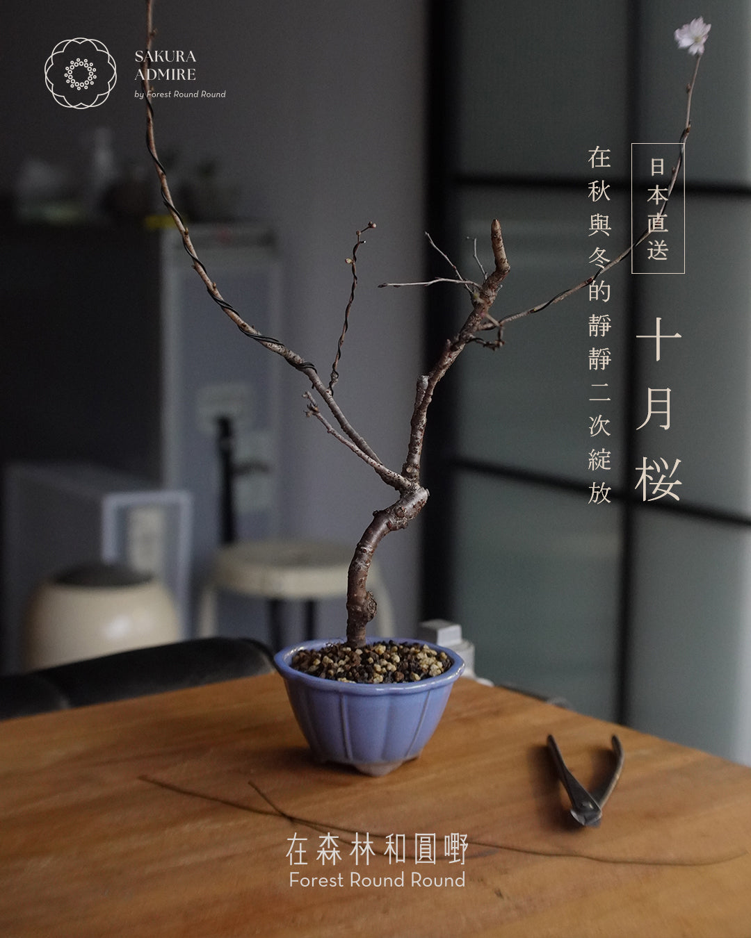 〖 實物拍攝 〗 在秋與冬的二次靜靜綻放 - 003  ｜ 十月桜  造型十月櫻 , 日本産輪花藍色鉢  [ 2026 日本直送  ]