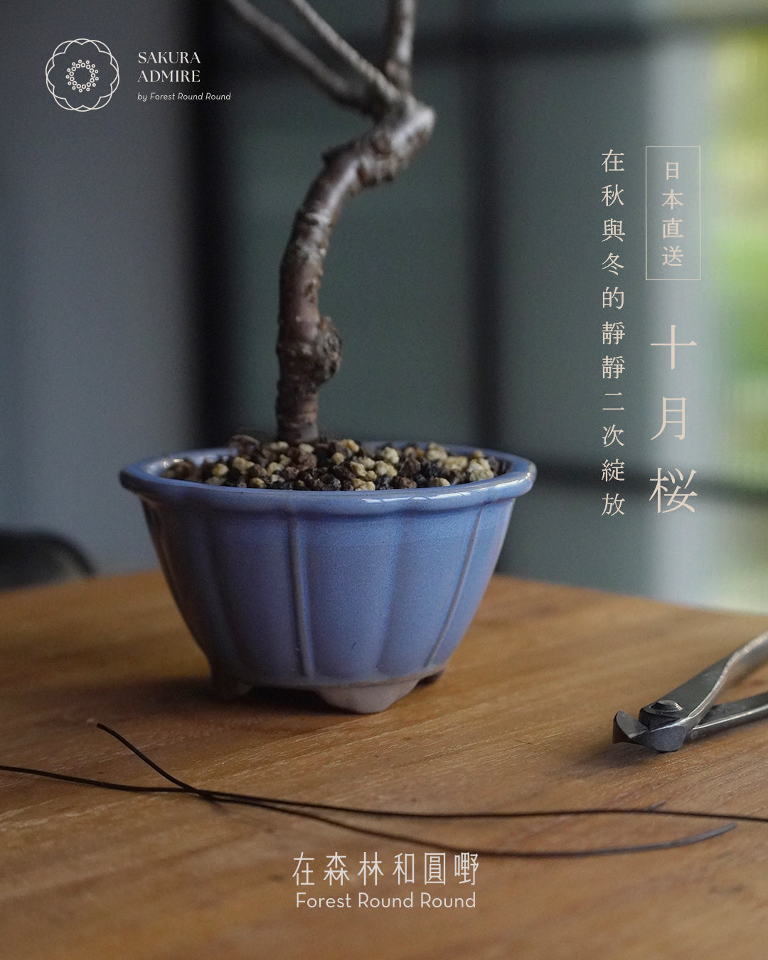 〖 實物拍攝 〗 在秋與冬的二次靜靜綻放 - 003  ｜ 十月桜  造型十月櫻 , 日本産輪花藍色鉢  [ 2026 日本直送  ]