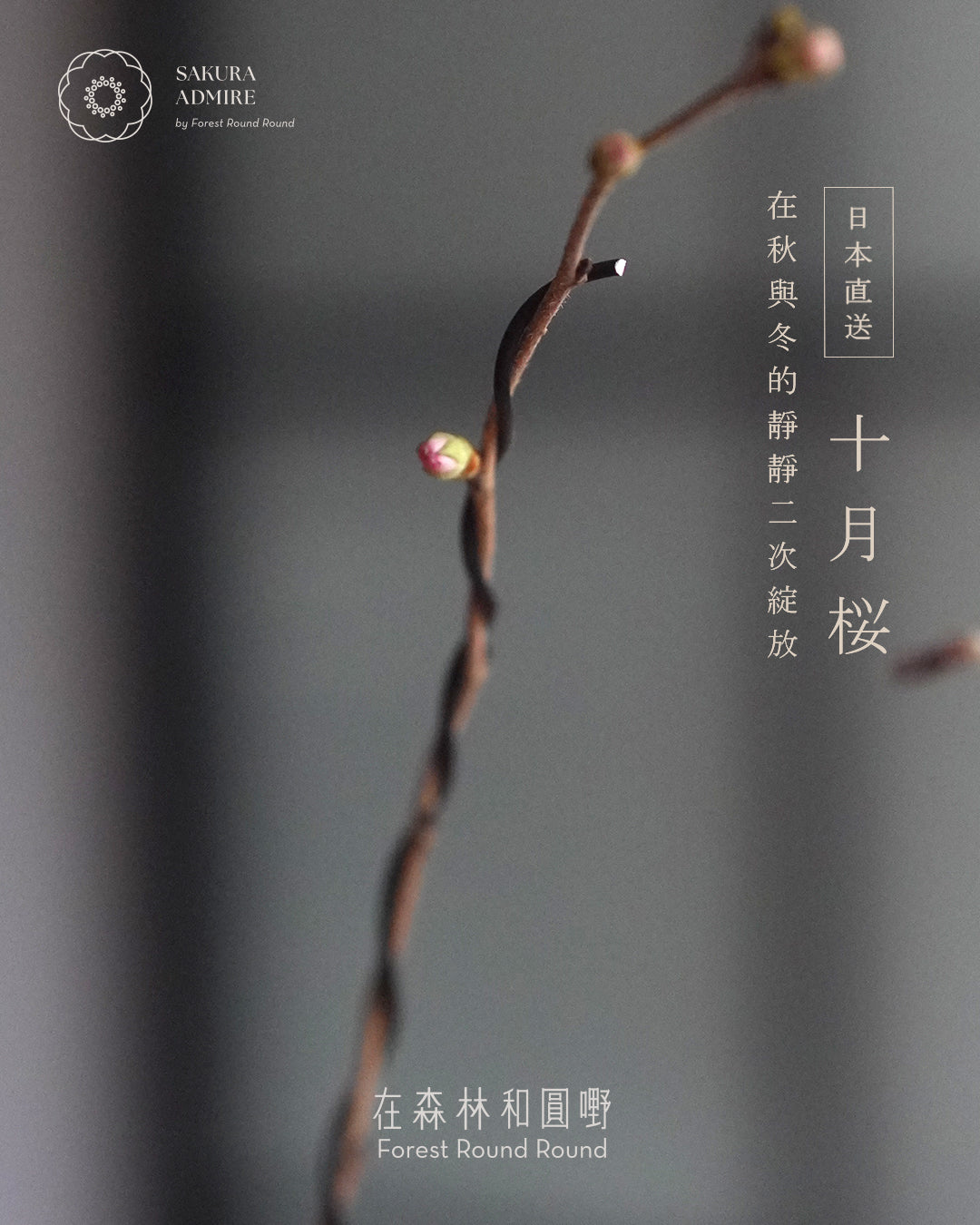 〖 實物拍攝 〗 在秋與冬的二次靜靜綻放 - 003  ｜ 十月桜  造型十月櫻 , 日本産輪花藍色鉢  [ 2026 日本直送  ]