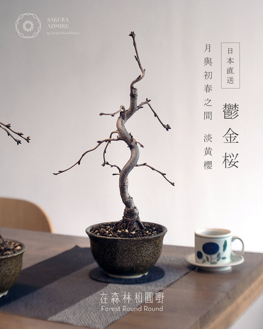 〖 L size 〗 鬱金桜  ,  信楽焼いらぼ鉢 -001   [ 2026 日本直送 ｜現貨 ]