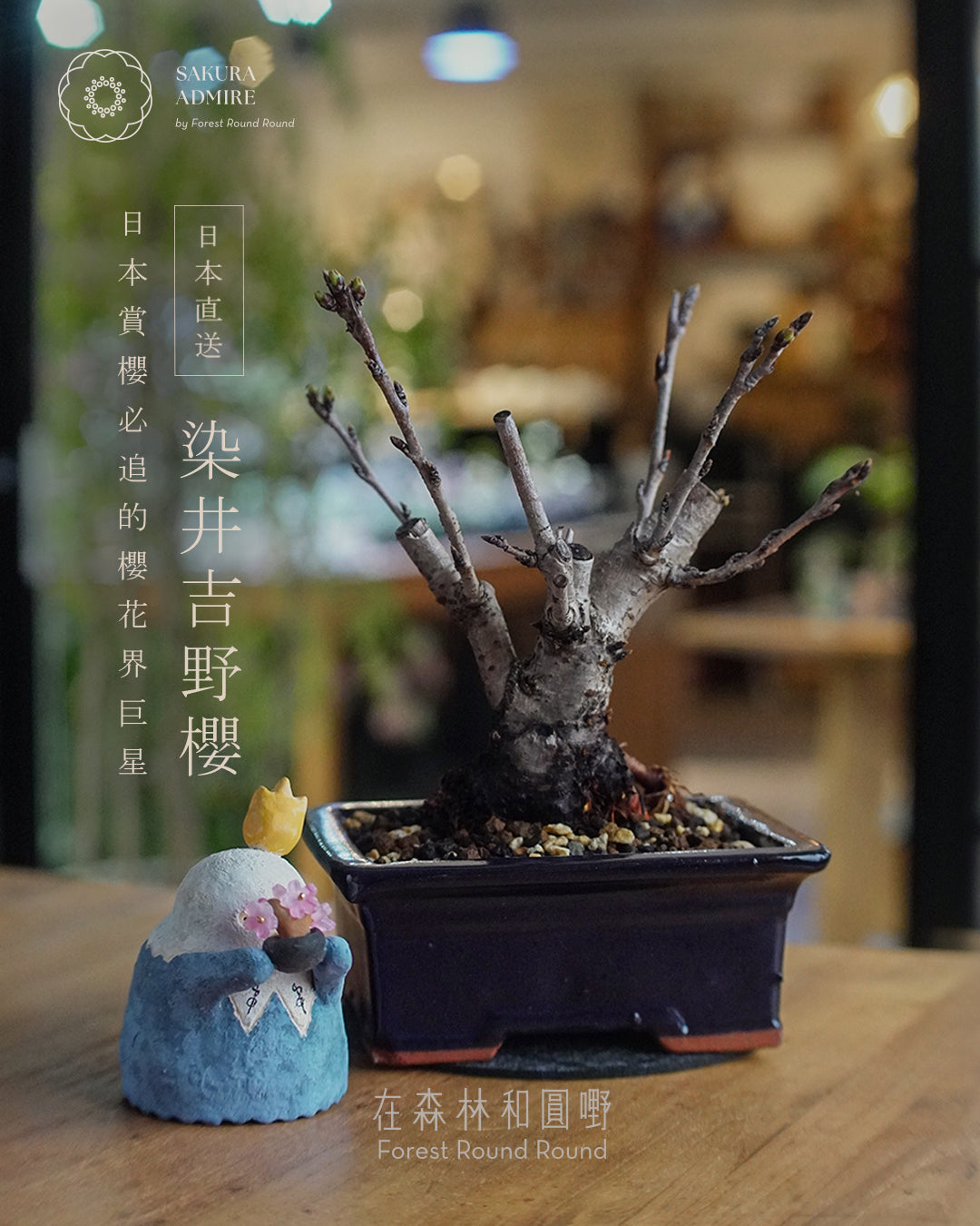 日本櫻花界巨星  ｜ ソメイヨシノ桜  染井吉野櫻 , 紺縁付長方鉢 [ 2026 日本直送  ] 〖 下單後實物拍攝挑選 〗